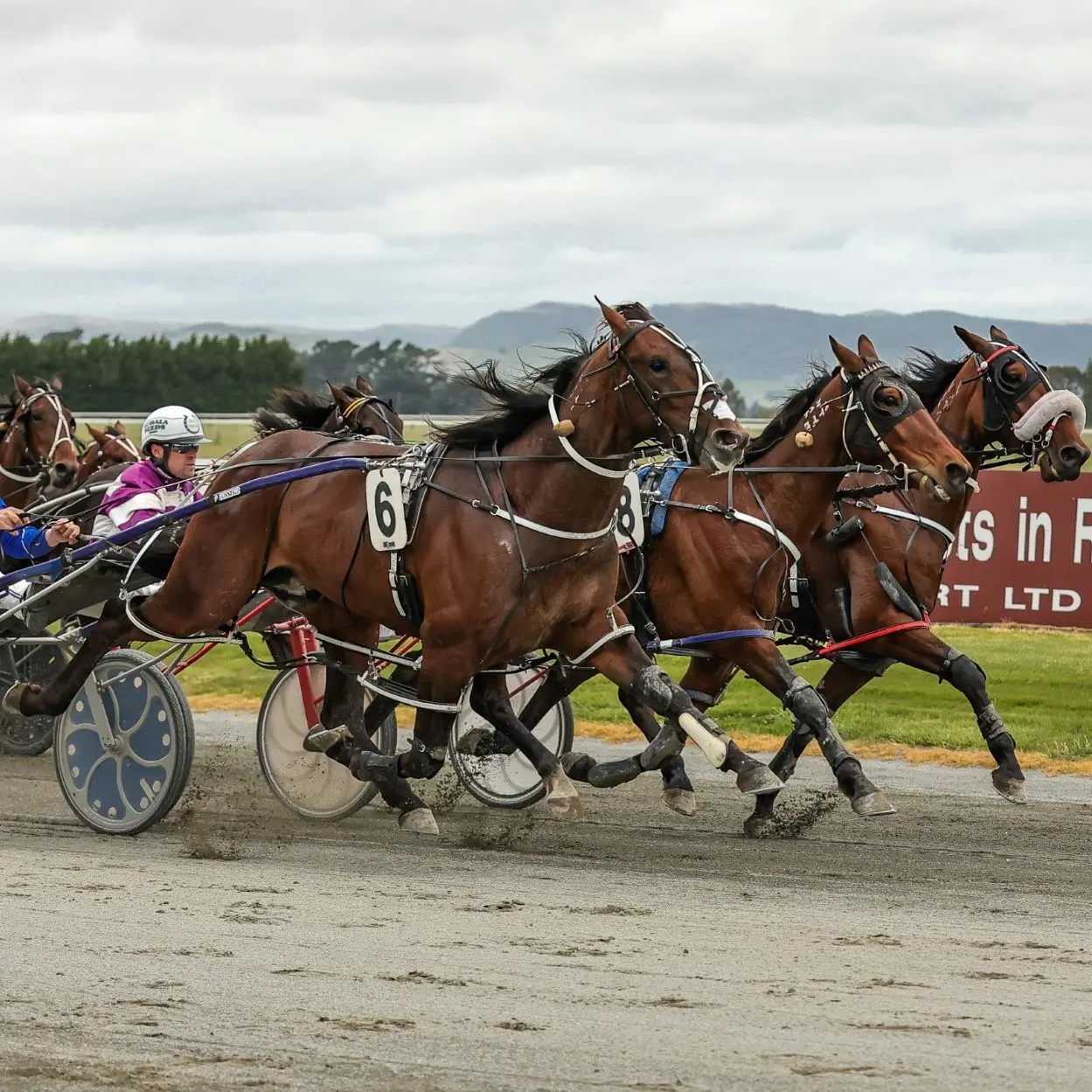 Williamson looking for classy pacer to challenge at the top