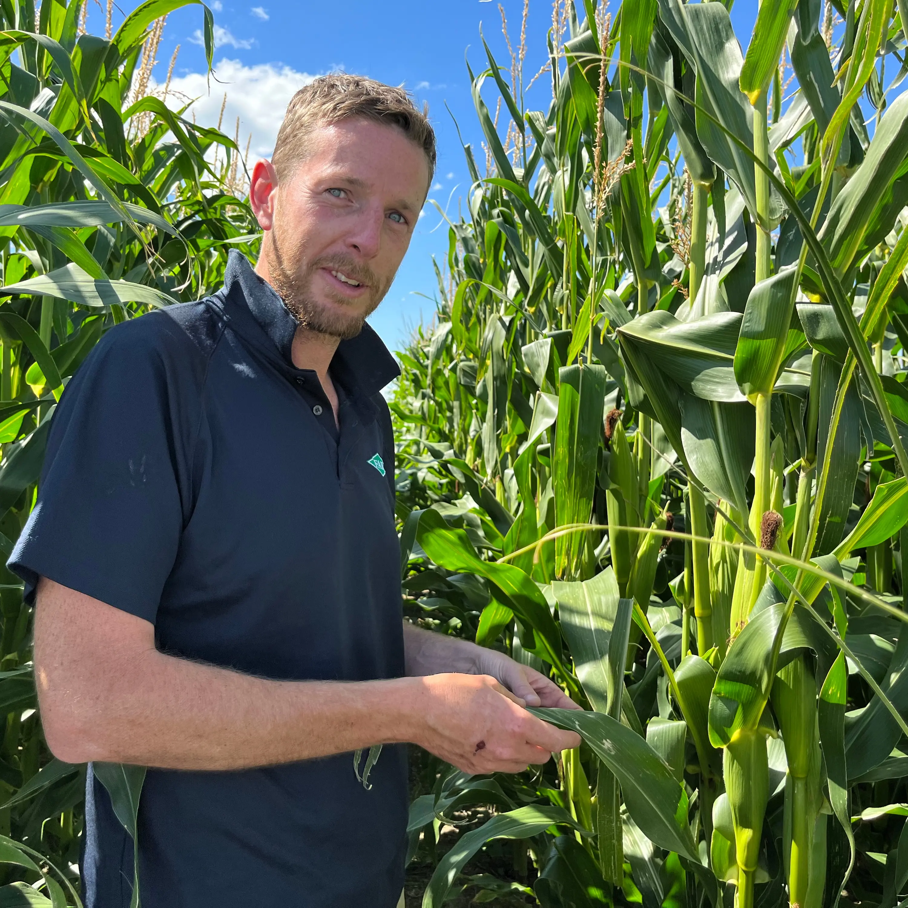 Fall armyworm’s march on maize crops in a potentially strong El Nino intrigues researchers