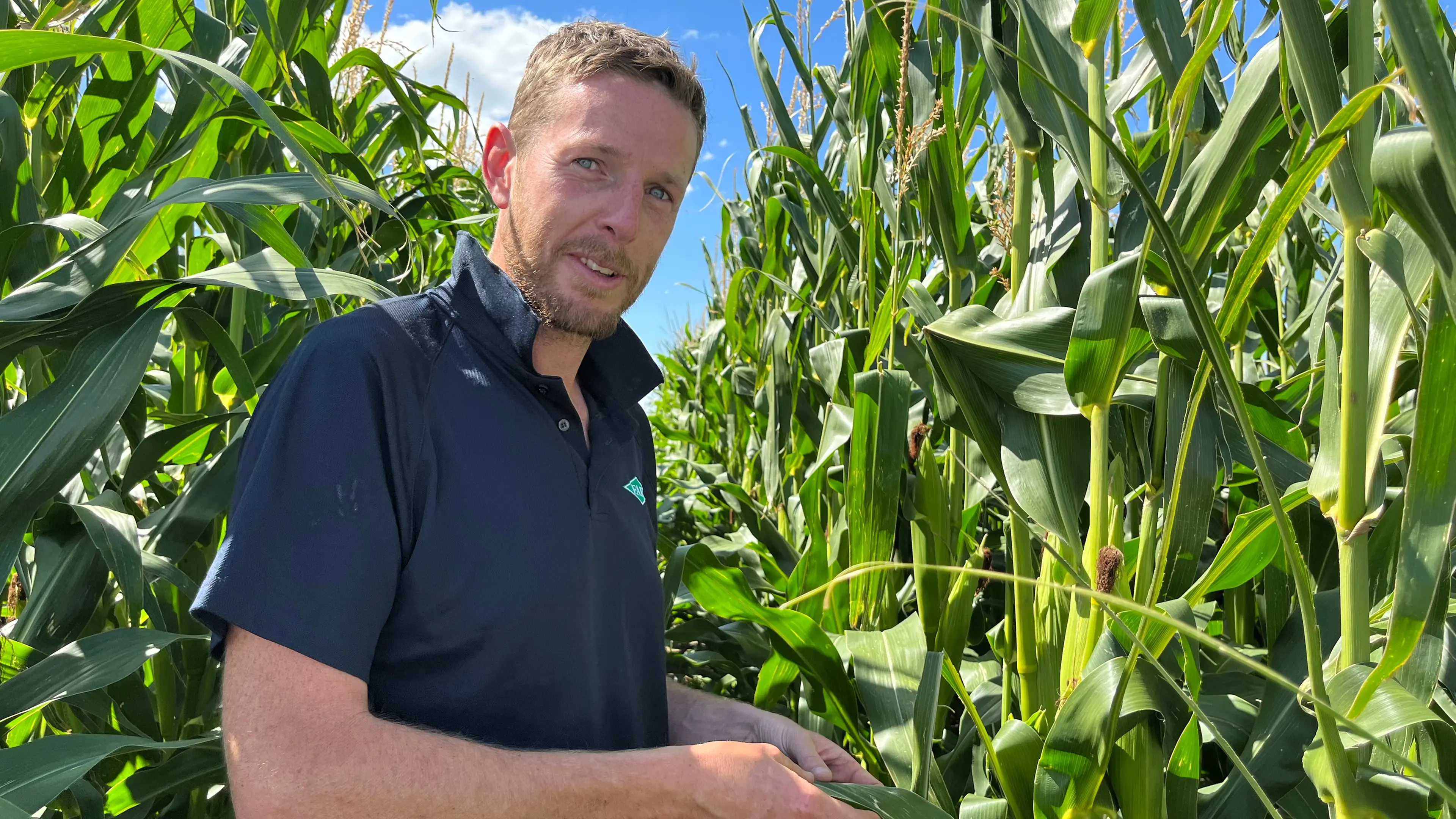Fall armyworm’s march on maize crops in a potentially strong El Nino intrigues researchers