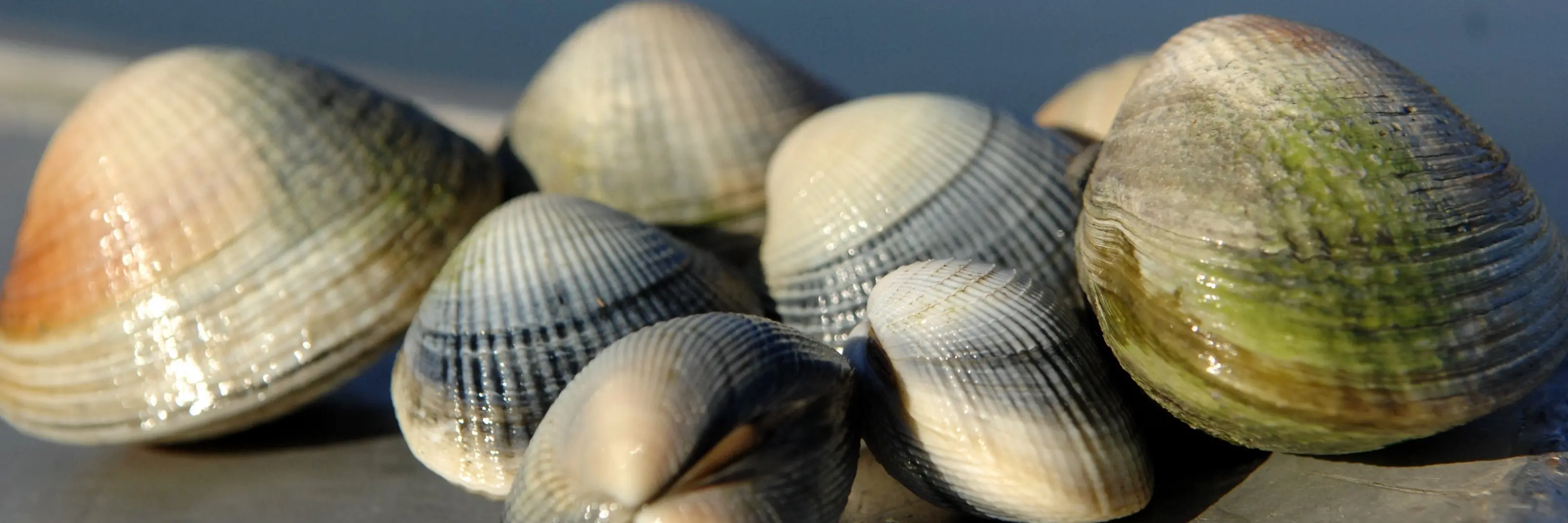 Tuaki, collected from Blueskin Bay. Photo: Linda Robertson
