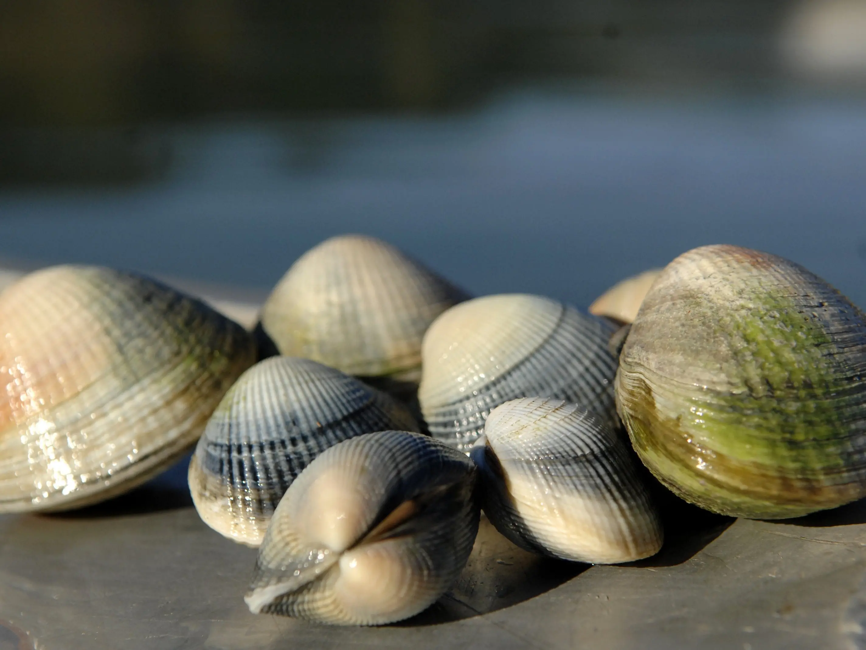 Tuaki, collected from Blueskin Bay. Photo: Linda Robertson