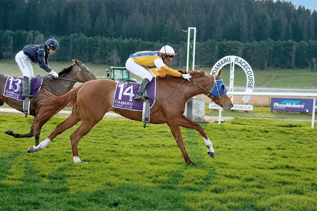 Brandon May guides Winter Blaze to victory in the final race at Oamaru on Friday. Photo: Tayler Strong