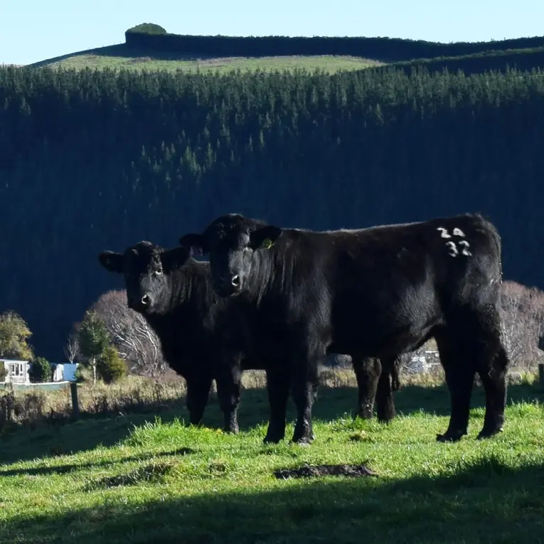 NZ’s beef herd booms as sheep flock shrinks