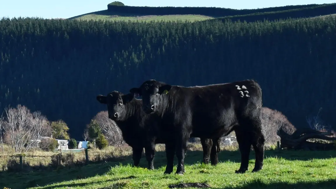 NZ’s beef herd booms as sheep flock shrinks