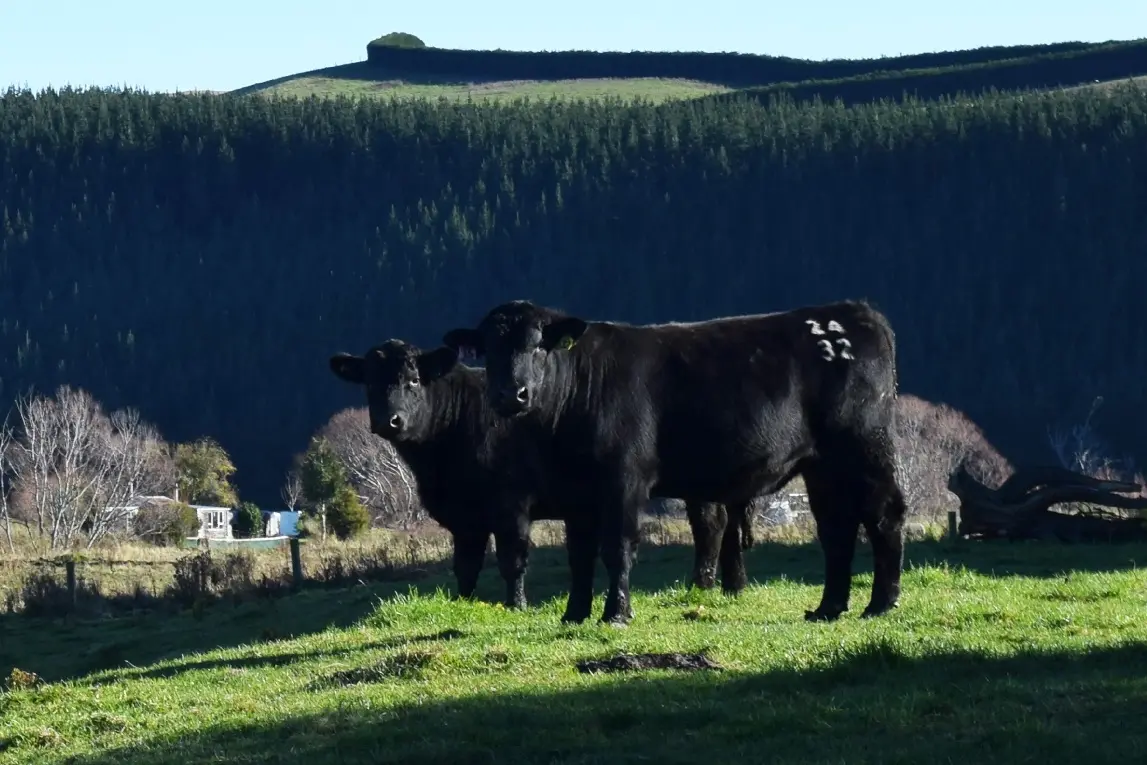 A global boom for beef is driving up cattle numbers in New Zealand. File photo
