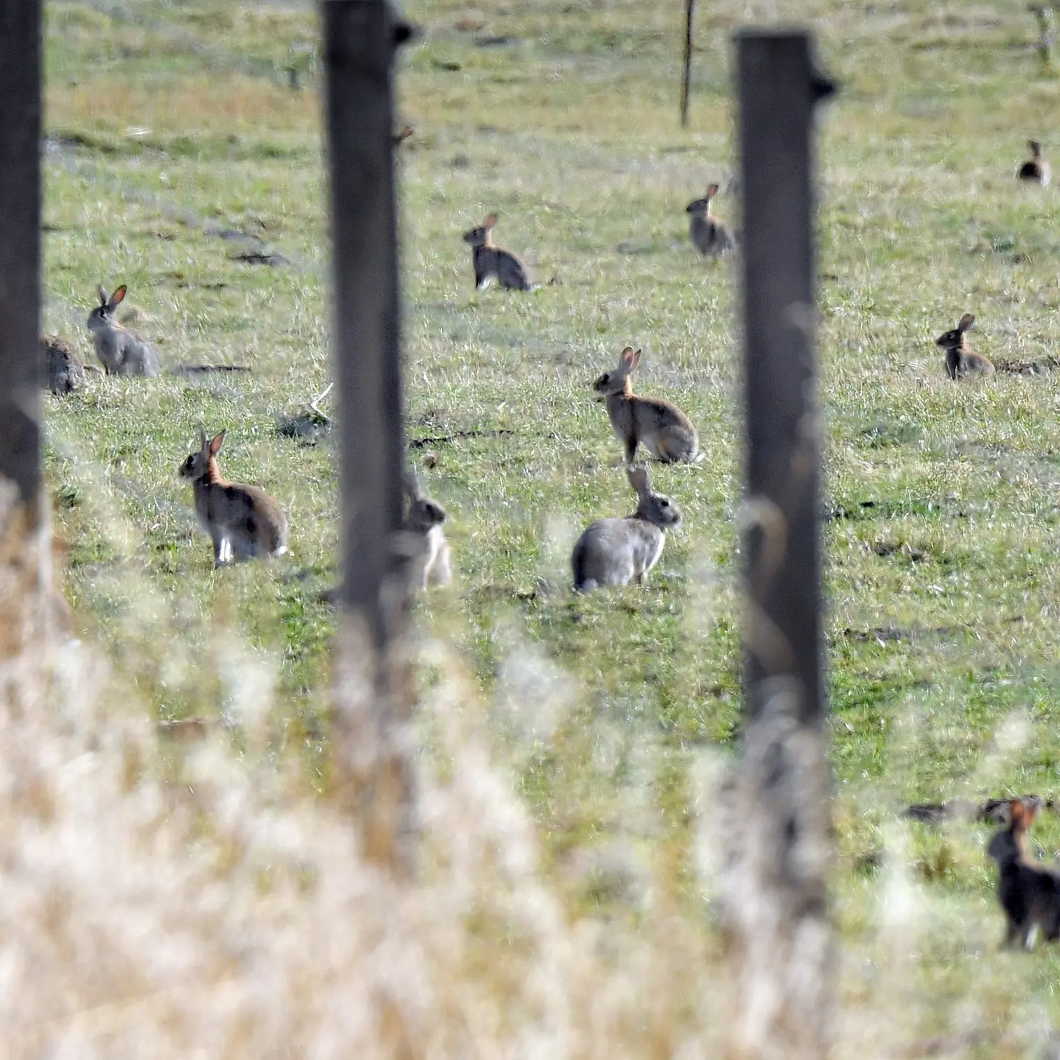 Booming bunny population spurs regional council drop-in session