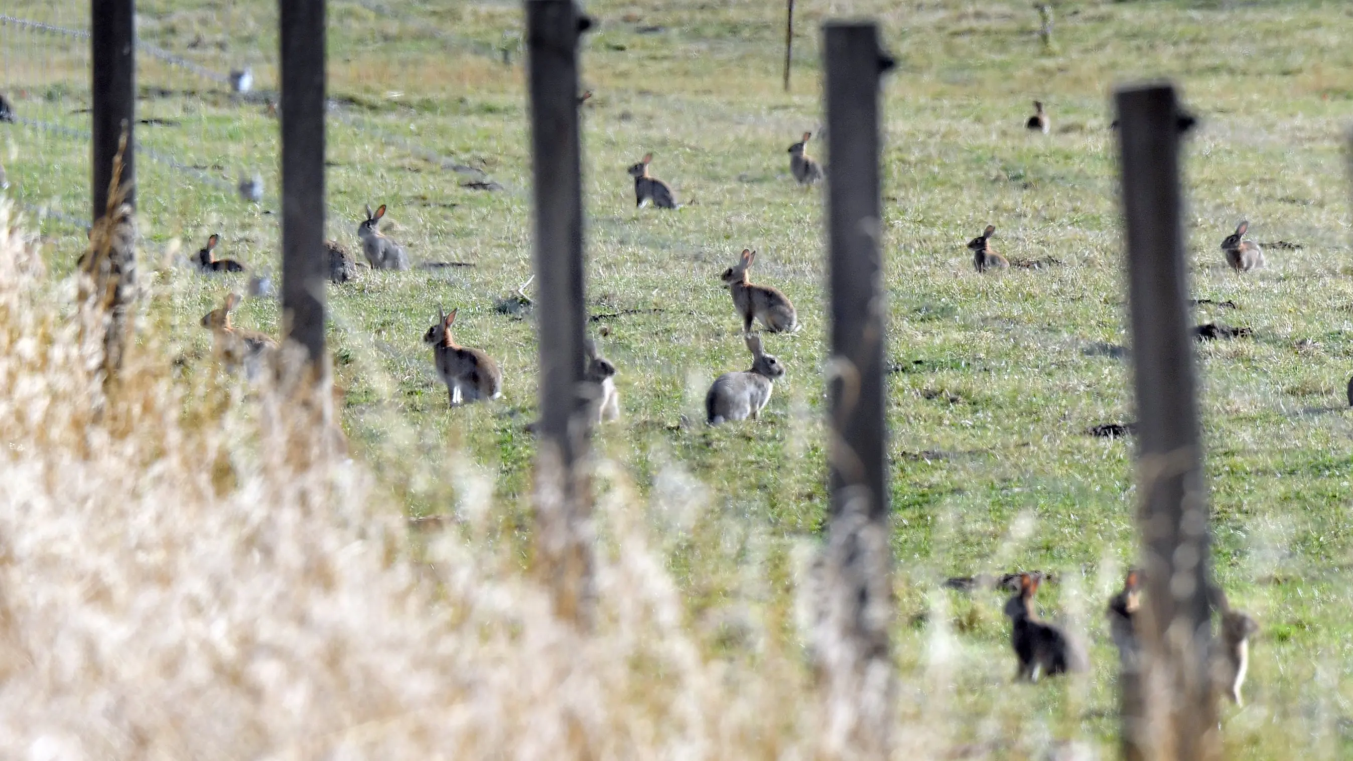 Booming bunny population spurs regional council drop-in session