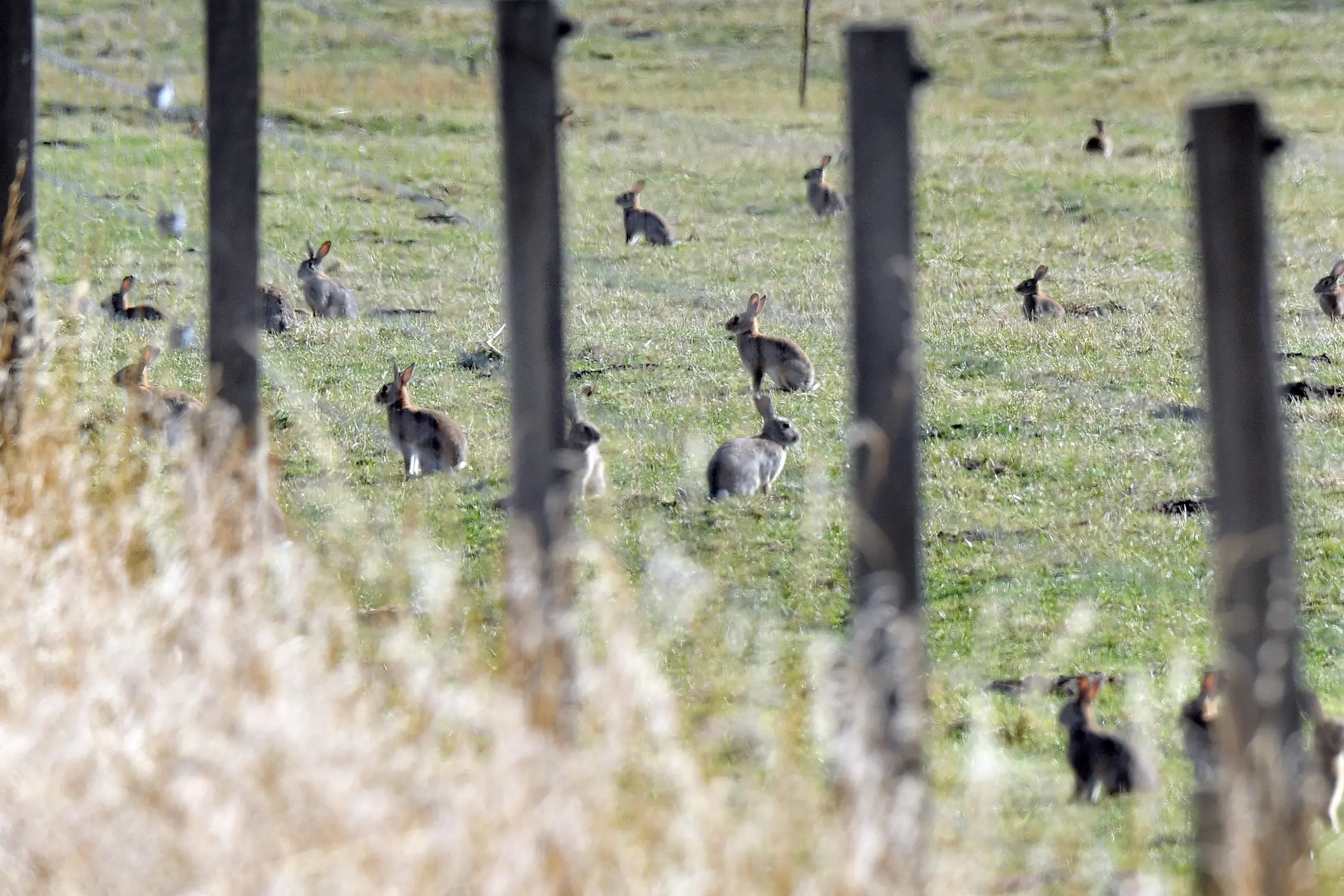 Scores of rabbits in a paddock near Waihola. Photo: Stephen Jaquiery
