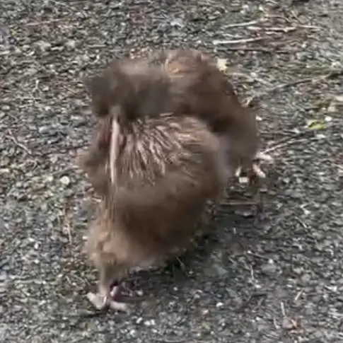Watch: Rare kiwi fight filmed on Ulva Island