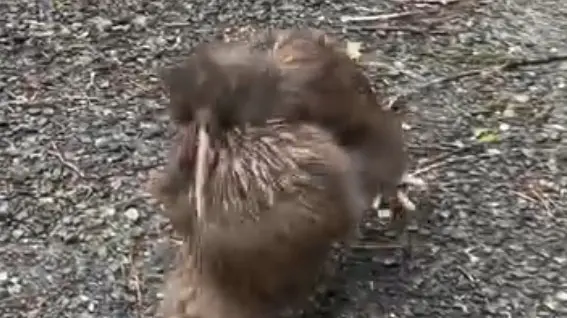 Watch: Rare kiwi fight filmed on Ulva Island