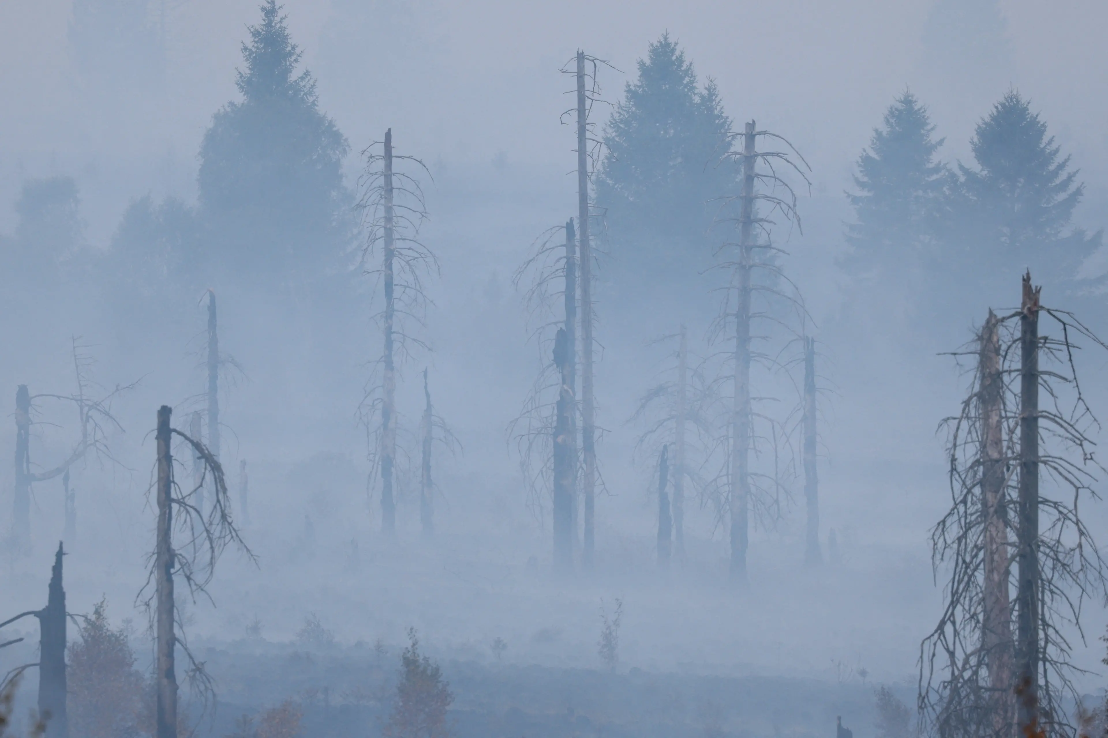 A view of a burnt forest in an area affected by wildfire near Waimes, in Belgium\\'s High Fens region. Photo: Reuters