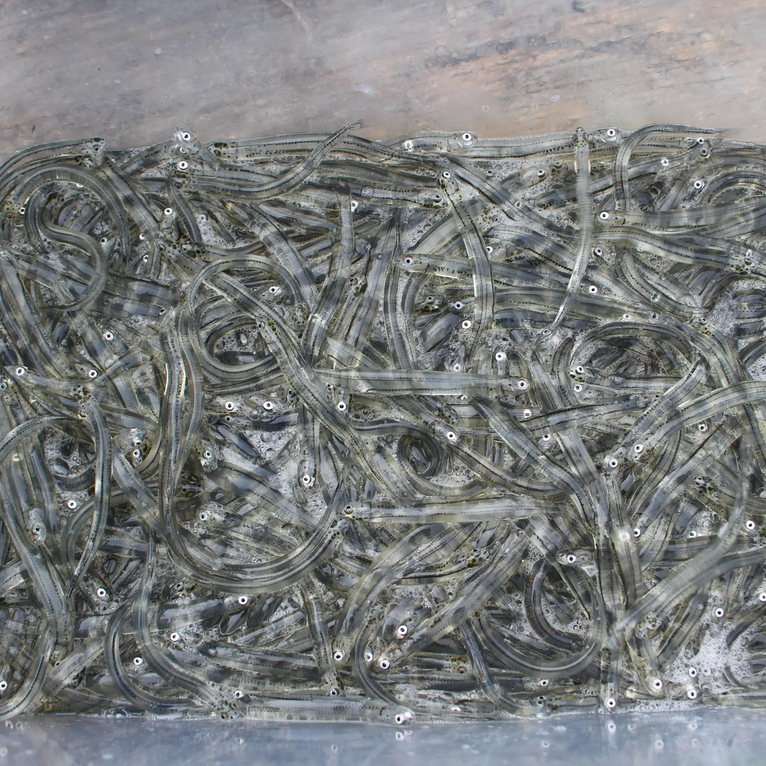 Rāhui placed on whitebait season due to ‘ongoing abuse’