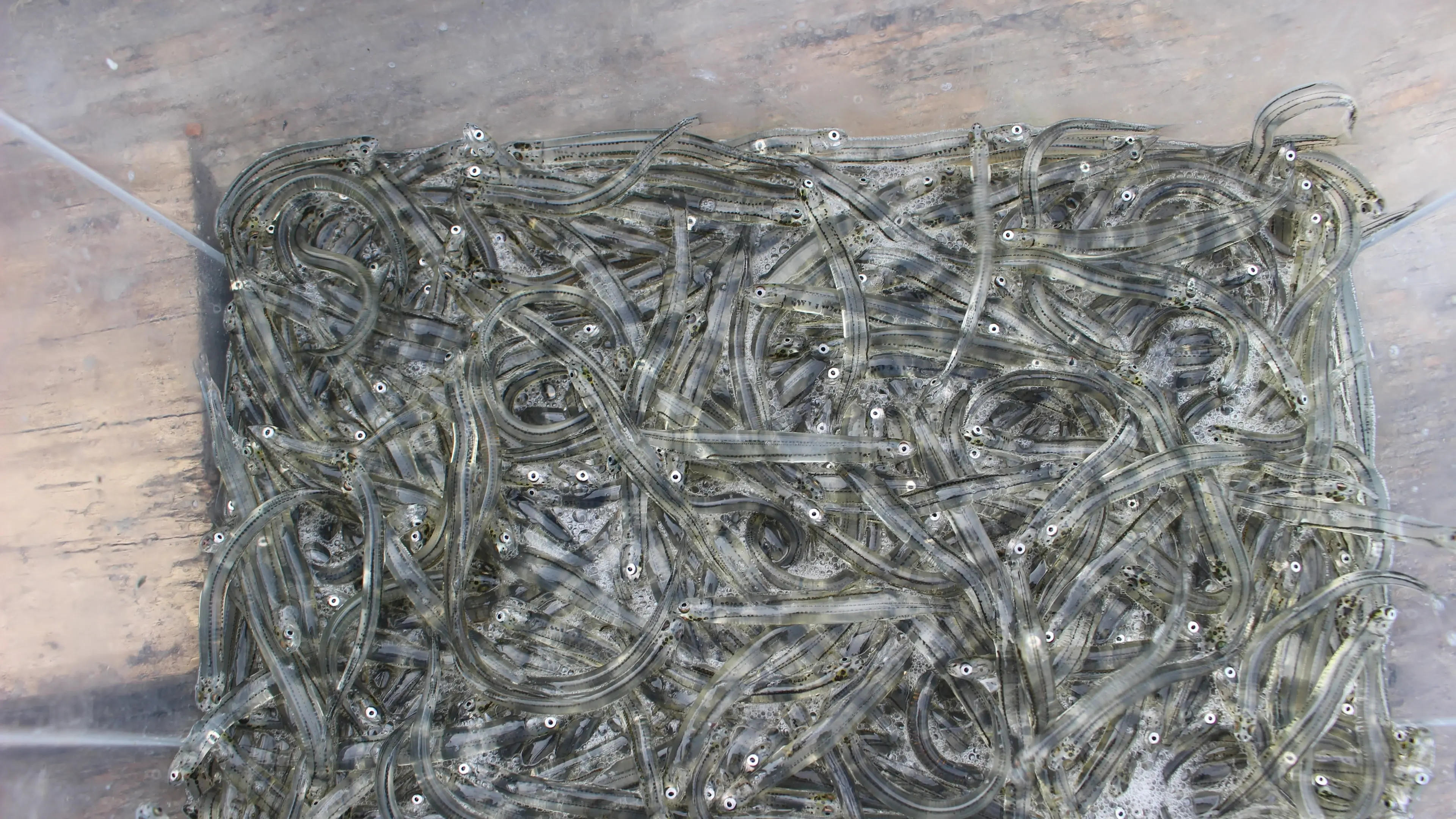 Rāhui placed on whitebait season due to ‘ongoing abuse’
