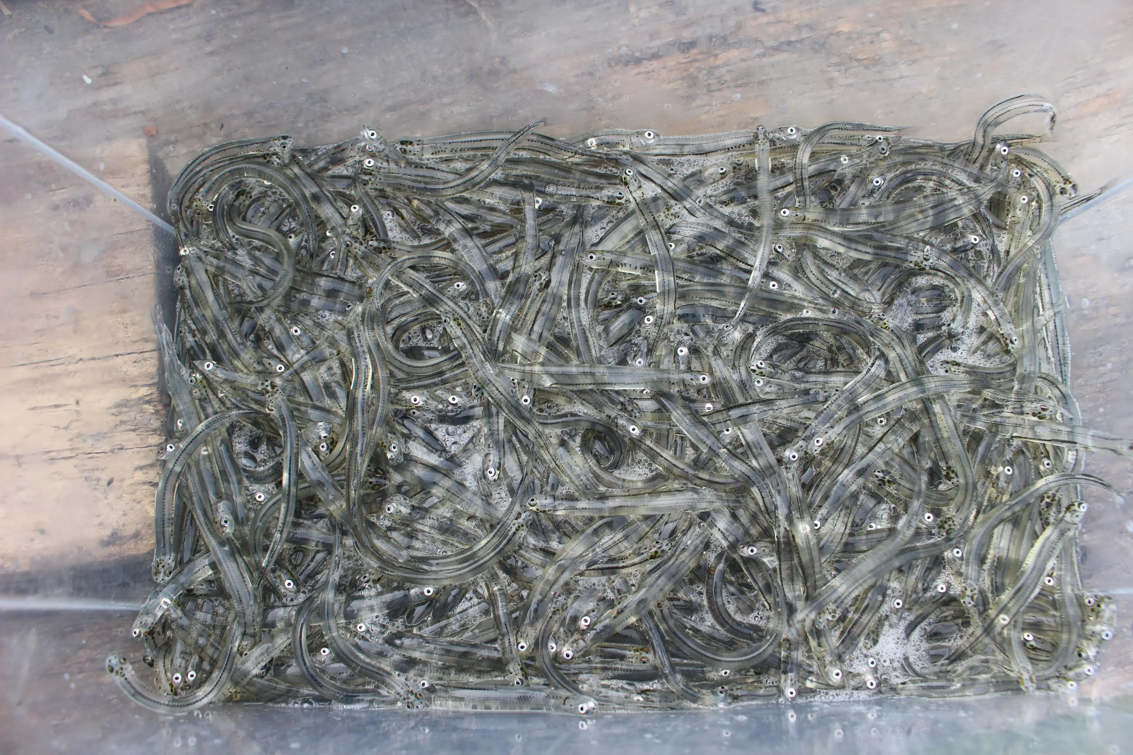 Rāhui placed on whitebait season due to ‘ongoing abuse’