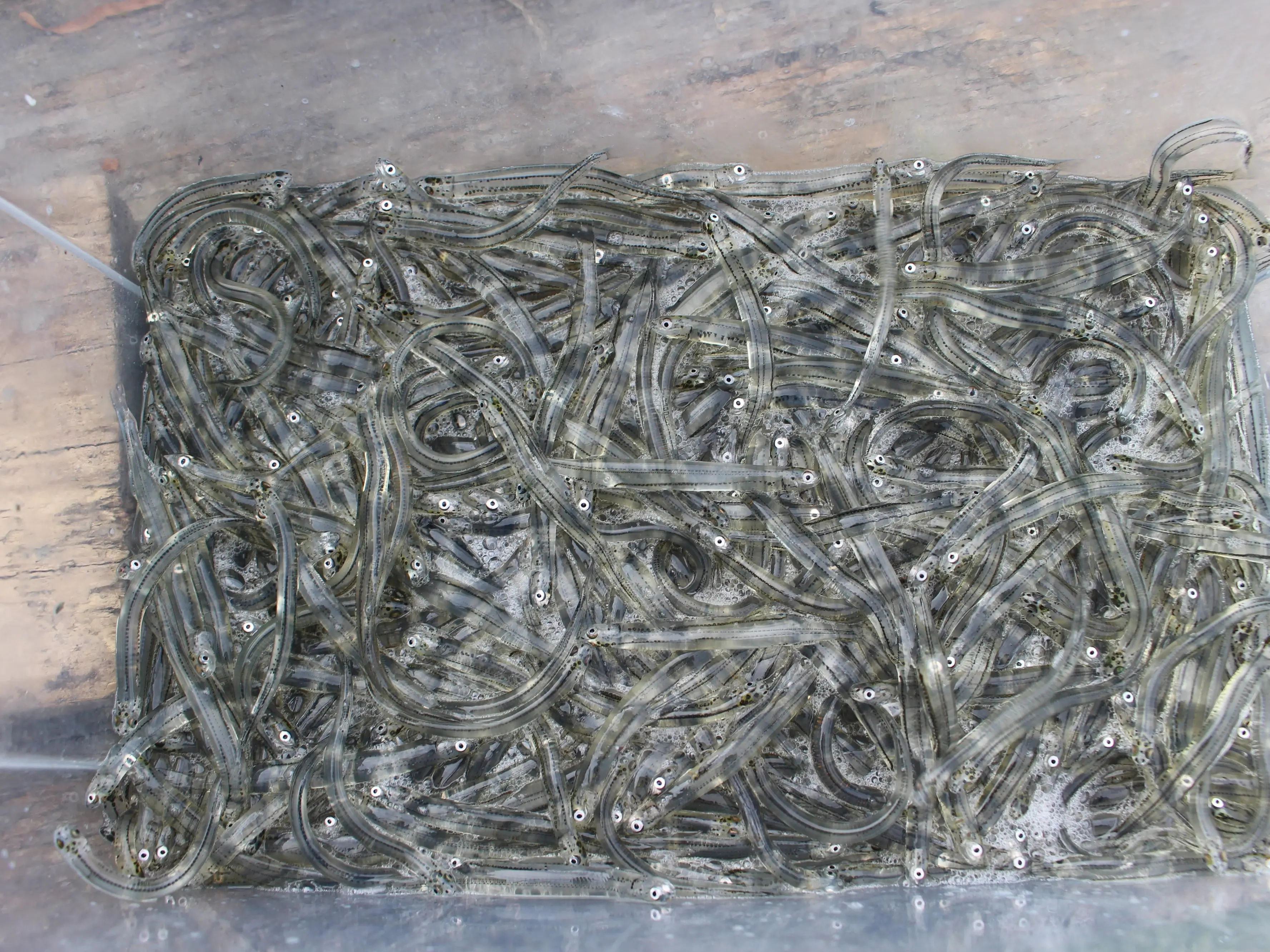 Rāhui placed on whitebait season due to ‘ongoing abuse’