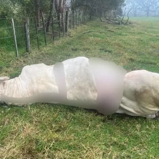 Family furious as prized bull shot and butchered on farm