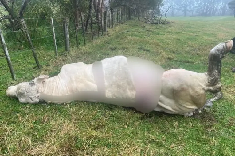 Ethan Gibbons said it was clear that the kill was intentional, and done by a human. Supplied photo