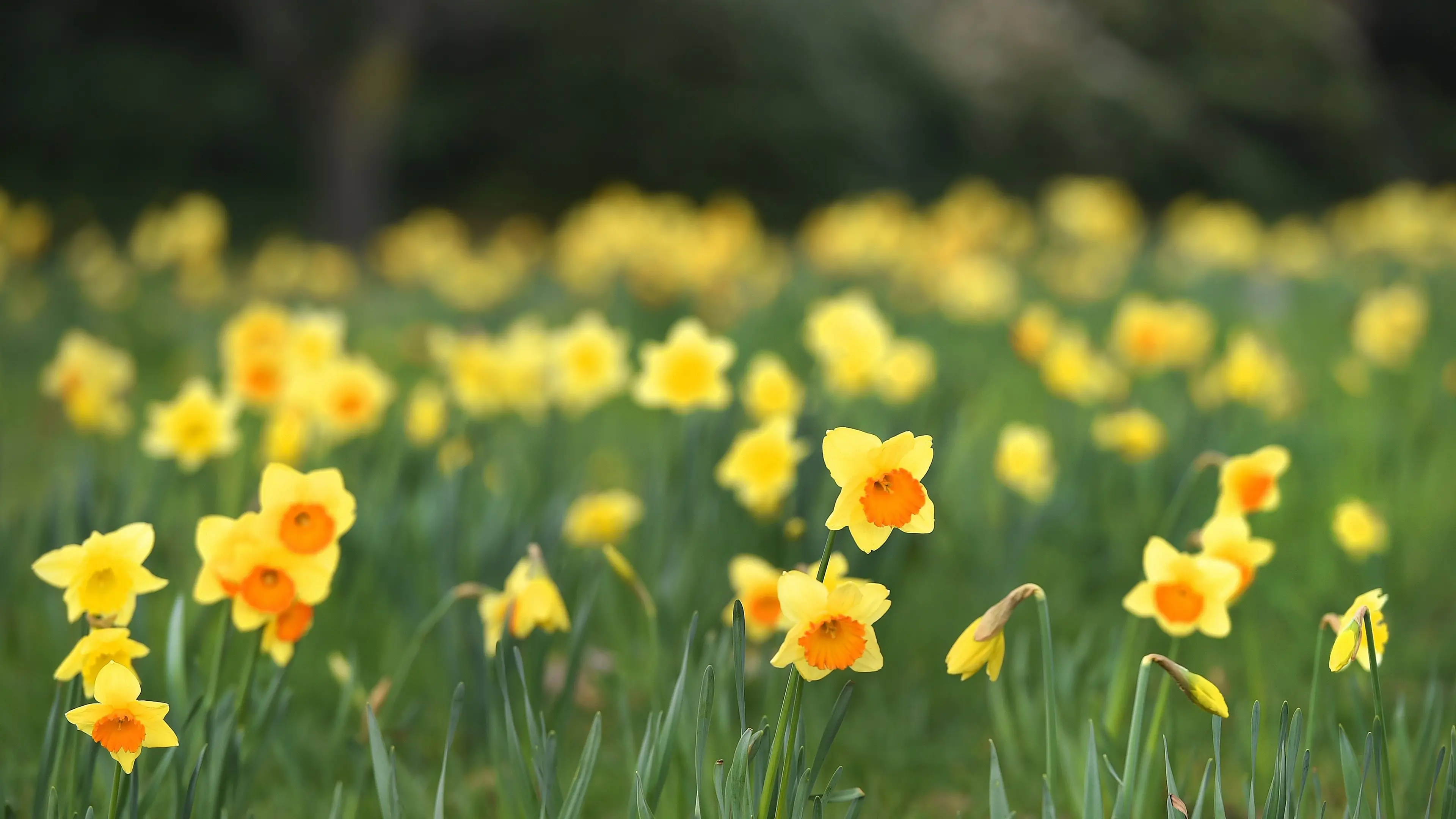‘Unseasonably warm’ day set to banish winter blues