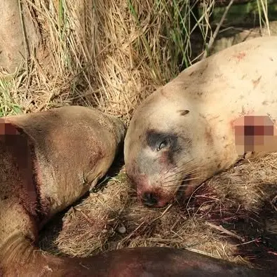 Case closed on sea lion deaths and reward unclaimed