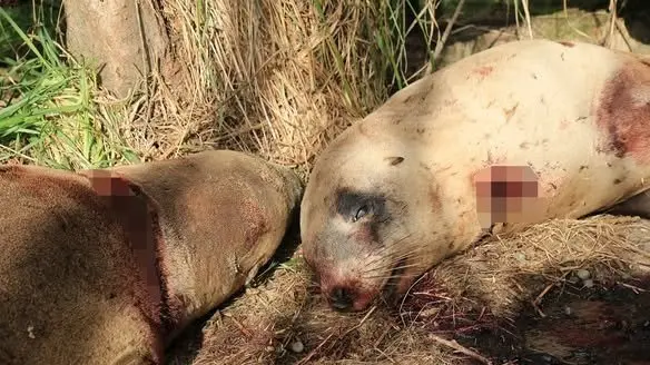 Case closed on sea lion deaths and reward unclaimed