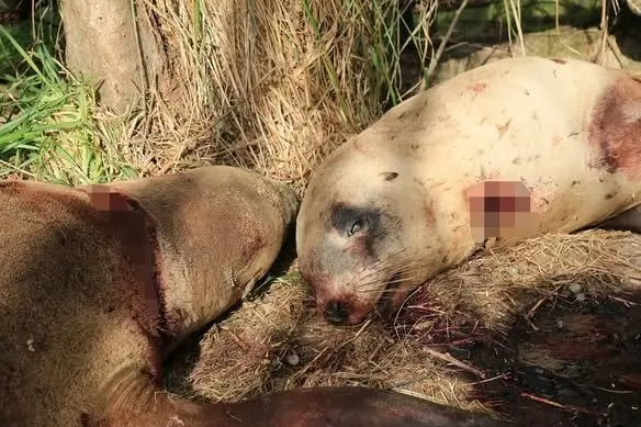 Three New Zealand sea lions/pakake were deliberately killed near Oamaru last year. Photo: Doc