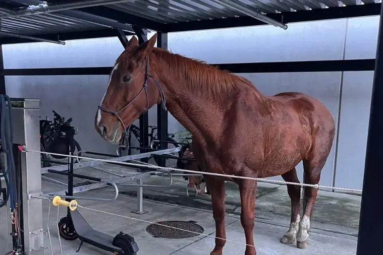The officer rode to work at the Christchurch Central Police Station on a horse named Kitty. Photo: Supplied