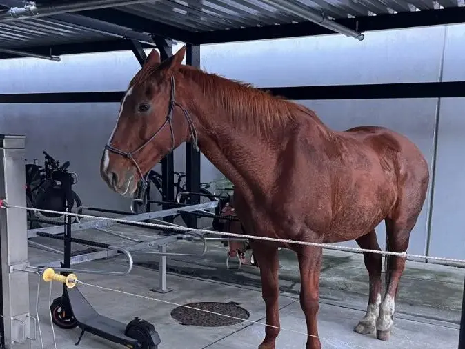 Horse-riding cop ignores neigh-sayers to 'bring smile to a few faces'