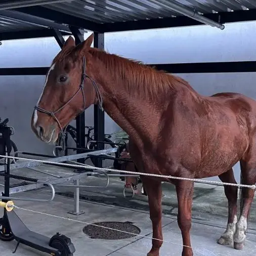 Horse-riding cop ignores neigh-sayers to 'bring smile to a few faces'