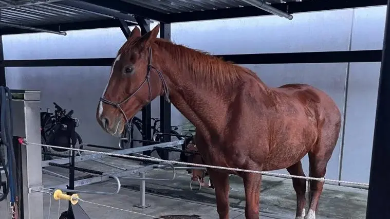 Horse-riding cop ignores neigh-sayers to 'bring smile to a few faces'