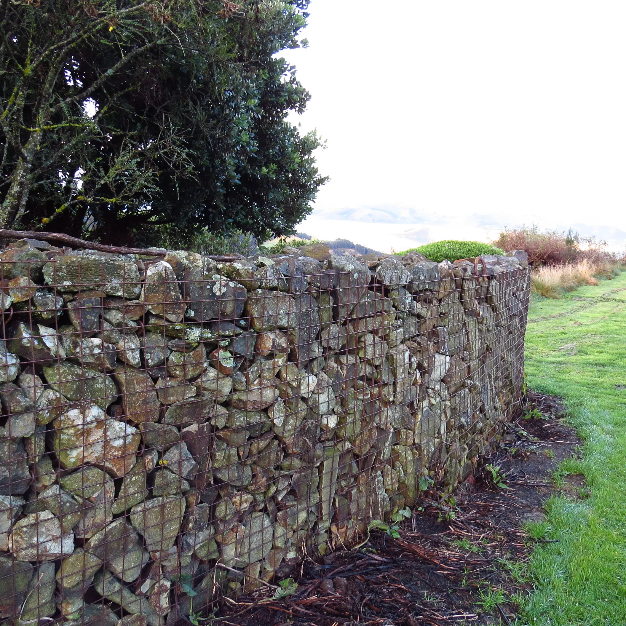 Rewild a wall