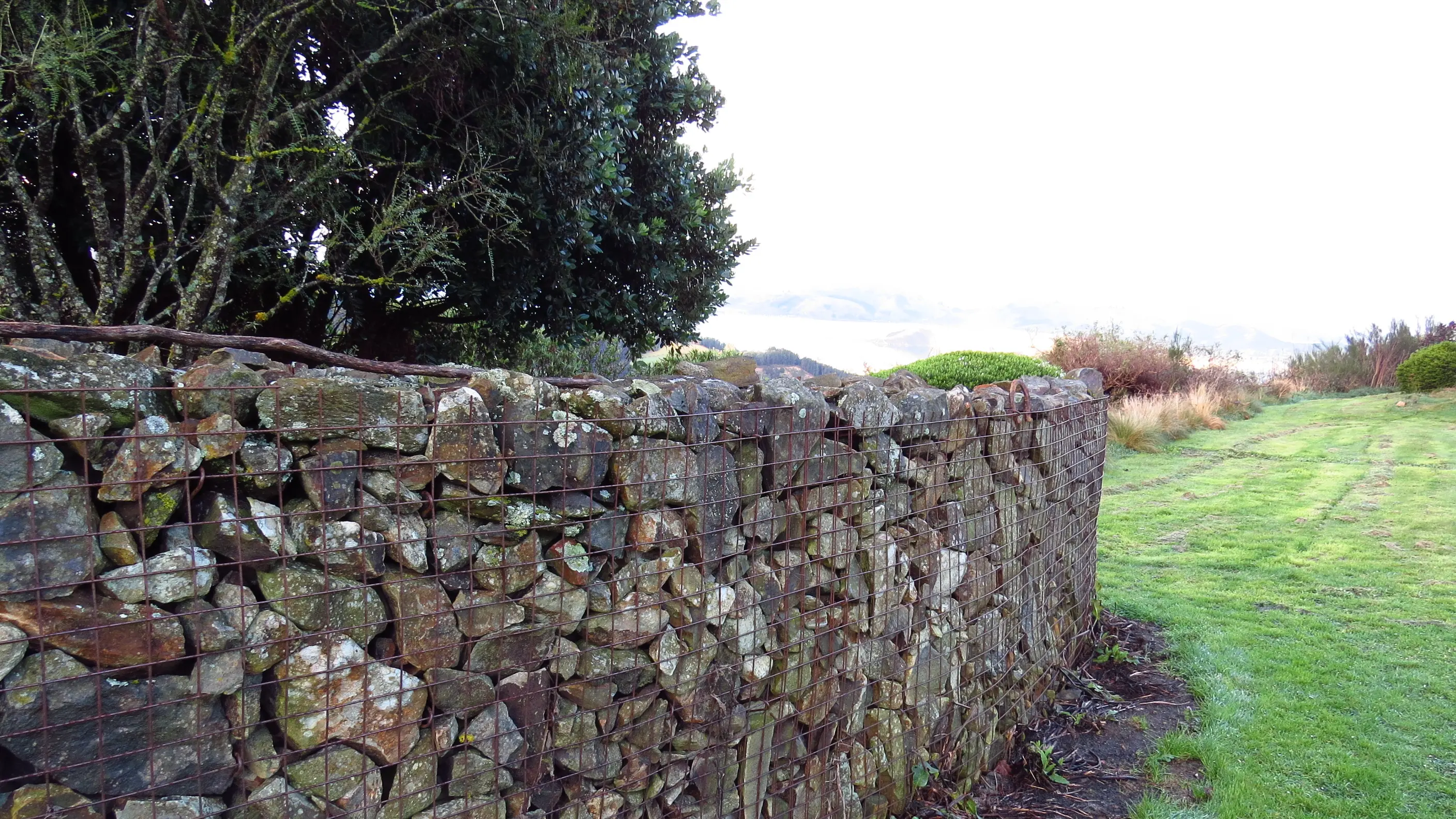 Rewild a wall