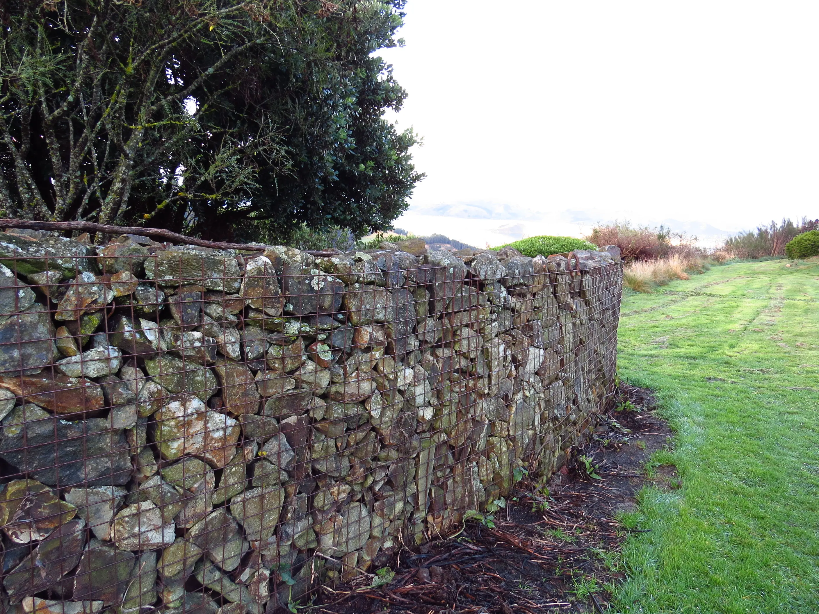 Rewild a wall