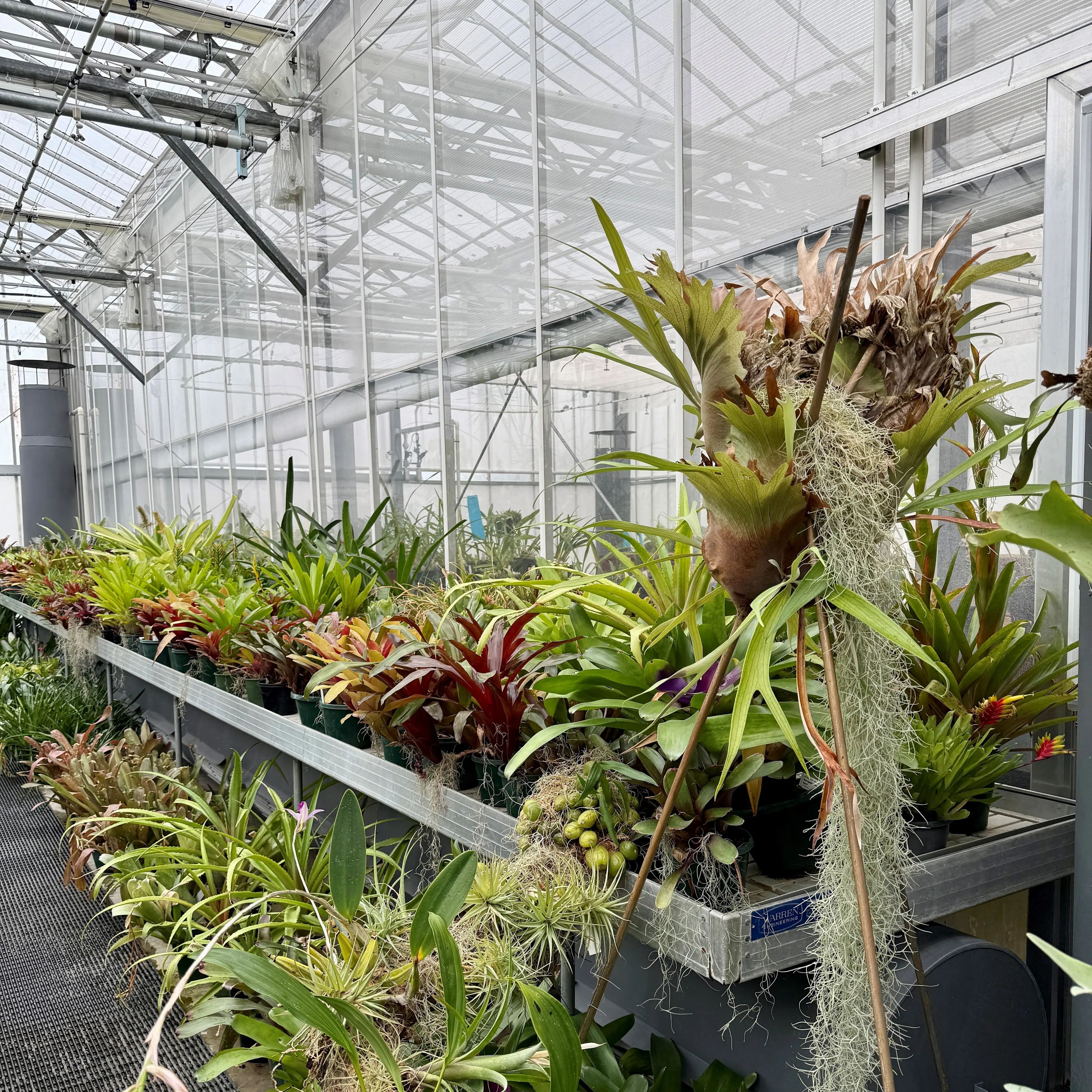 Enter the wonderful world of bromeliads