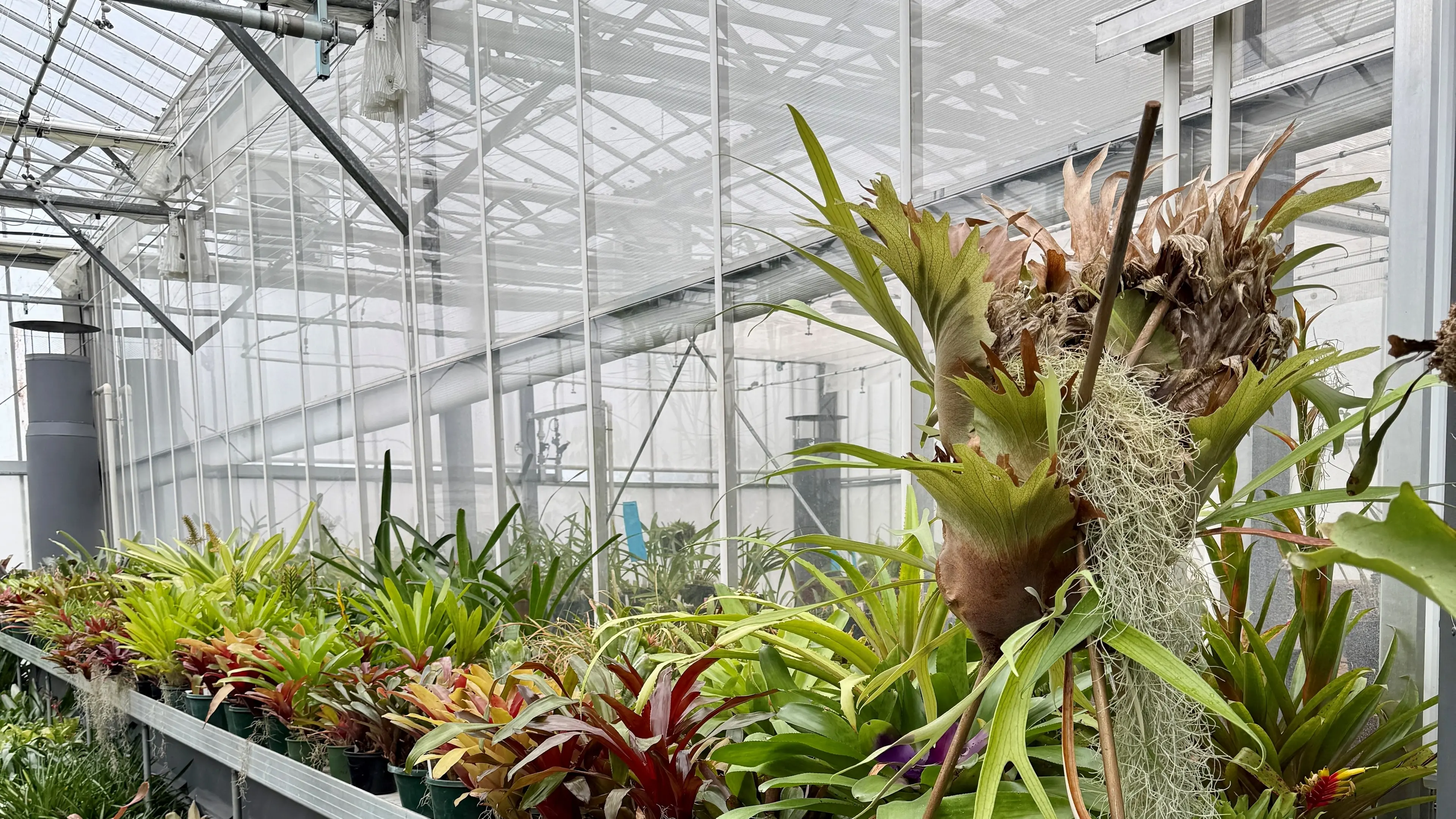 Enter the wonderful world of bromeliads