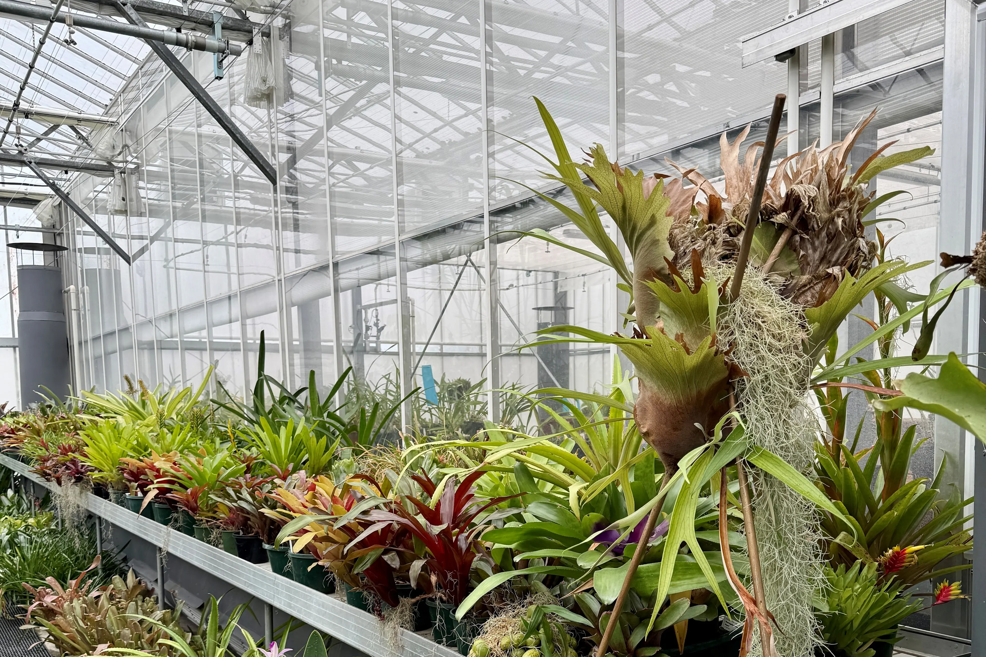 Enter the wonderful world of bromeliads
