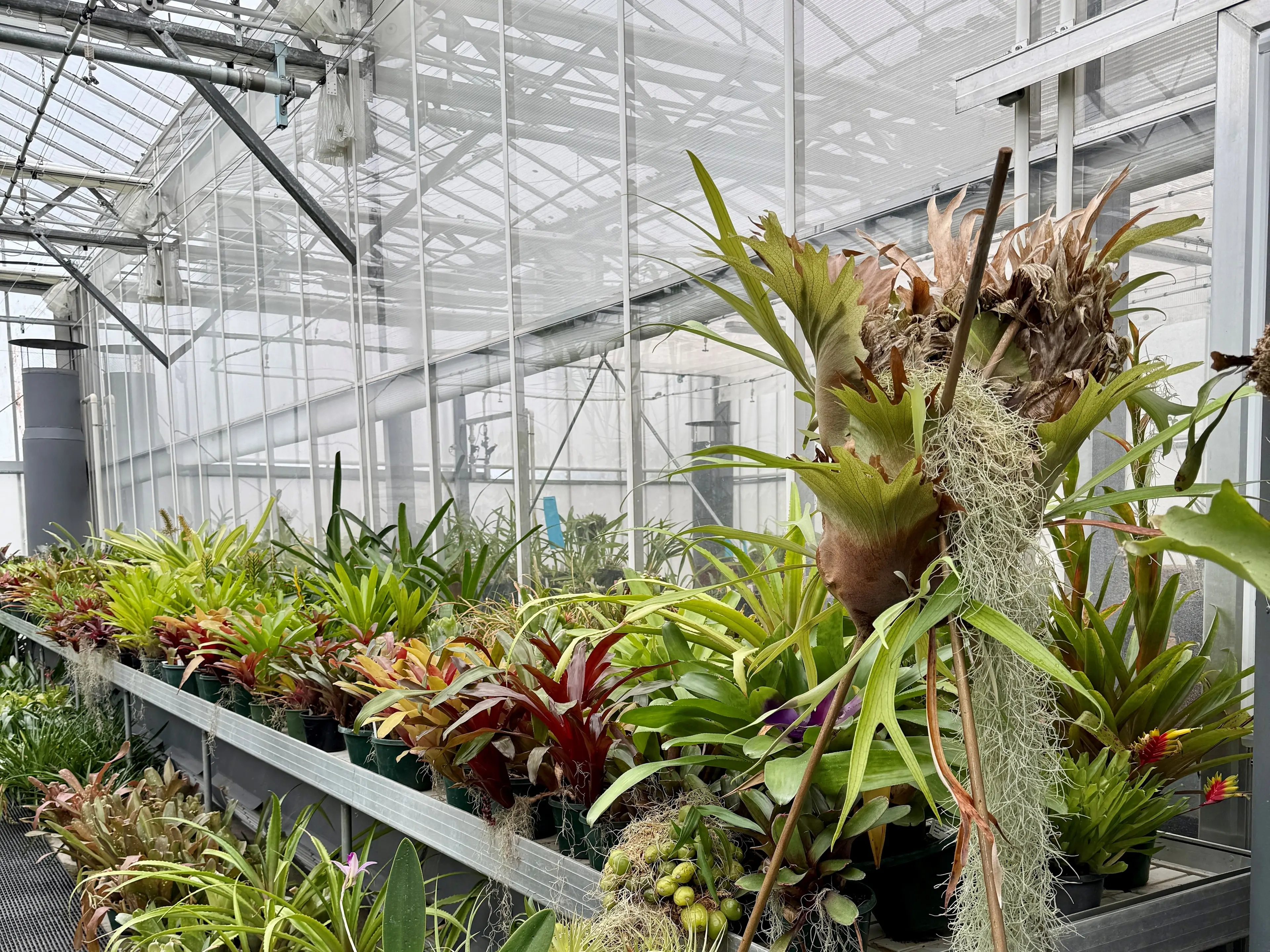 Enter the wonderful world of bromeliads