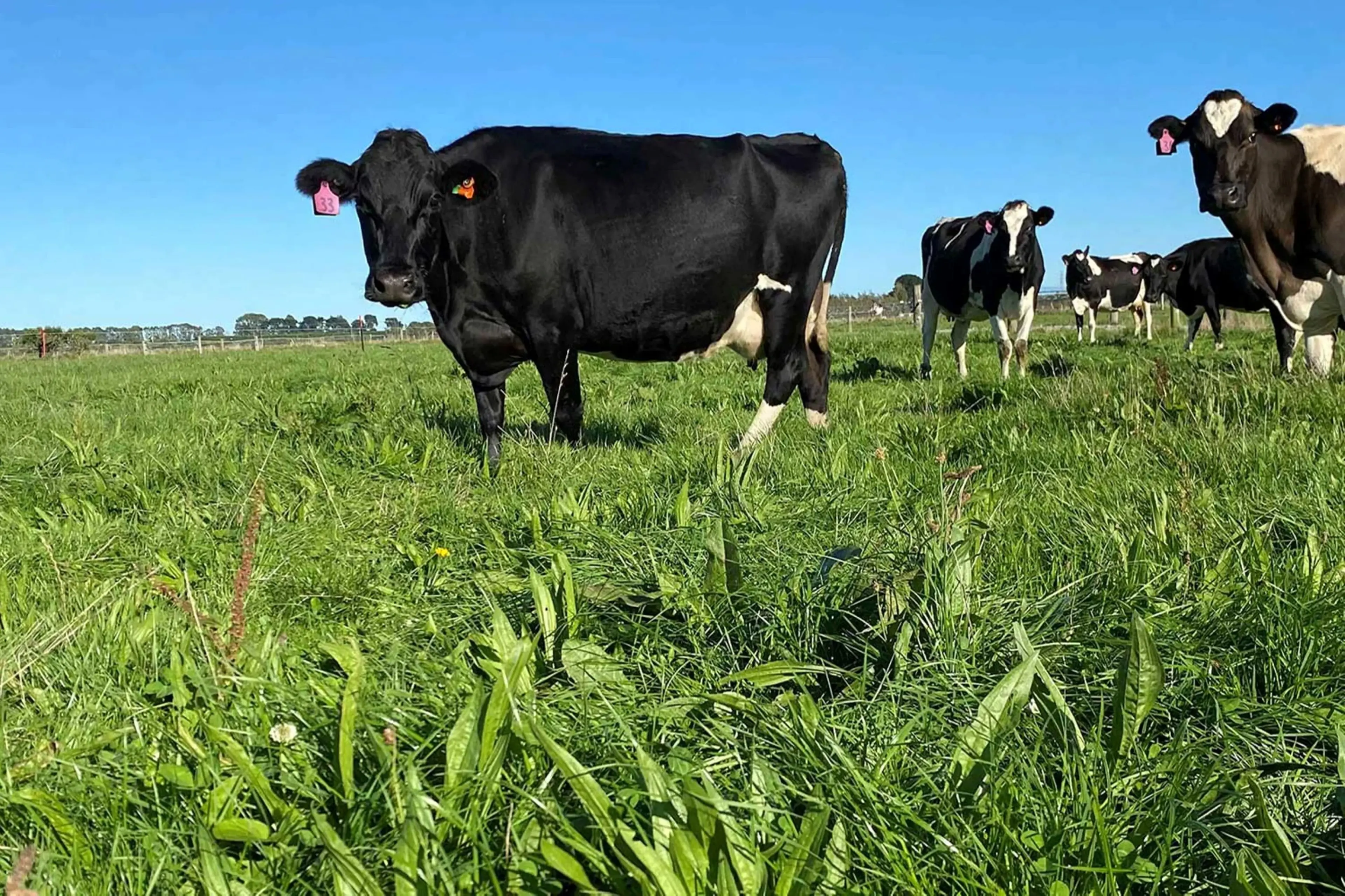 DairyNZ senior project manager Kate Fransen says farmers are looking for options that improve environmental outcomes while supporting productive and profitable farm businesses, and plantain can be an important part of that toolbox. Photo: Supplied