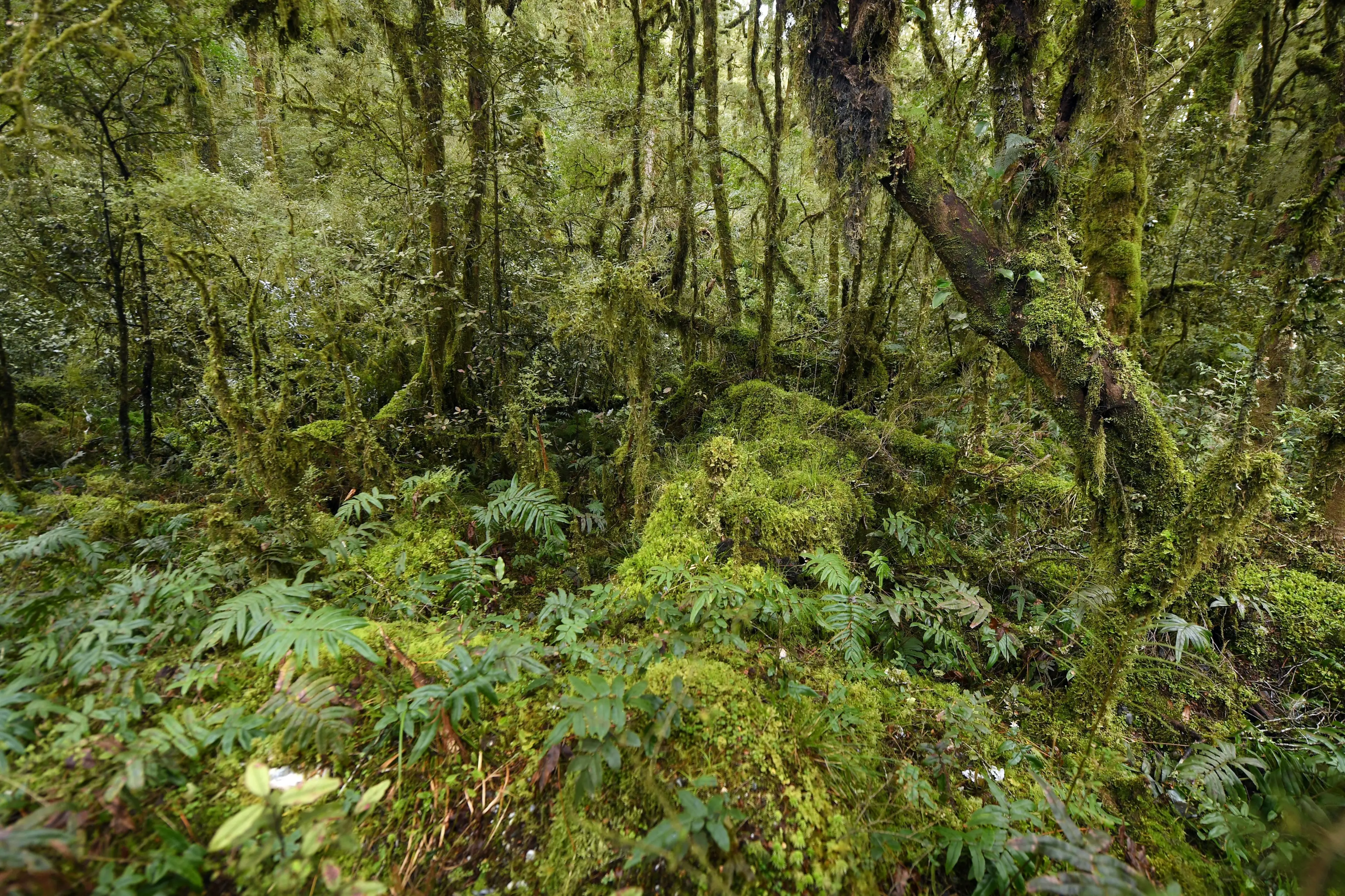 Fiordland bush near Lake Manapouri that conservationists and locals say is under threat from out-of-control red deer. Photo: Stephen Jaquiery