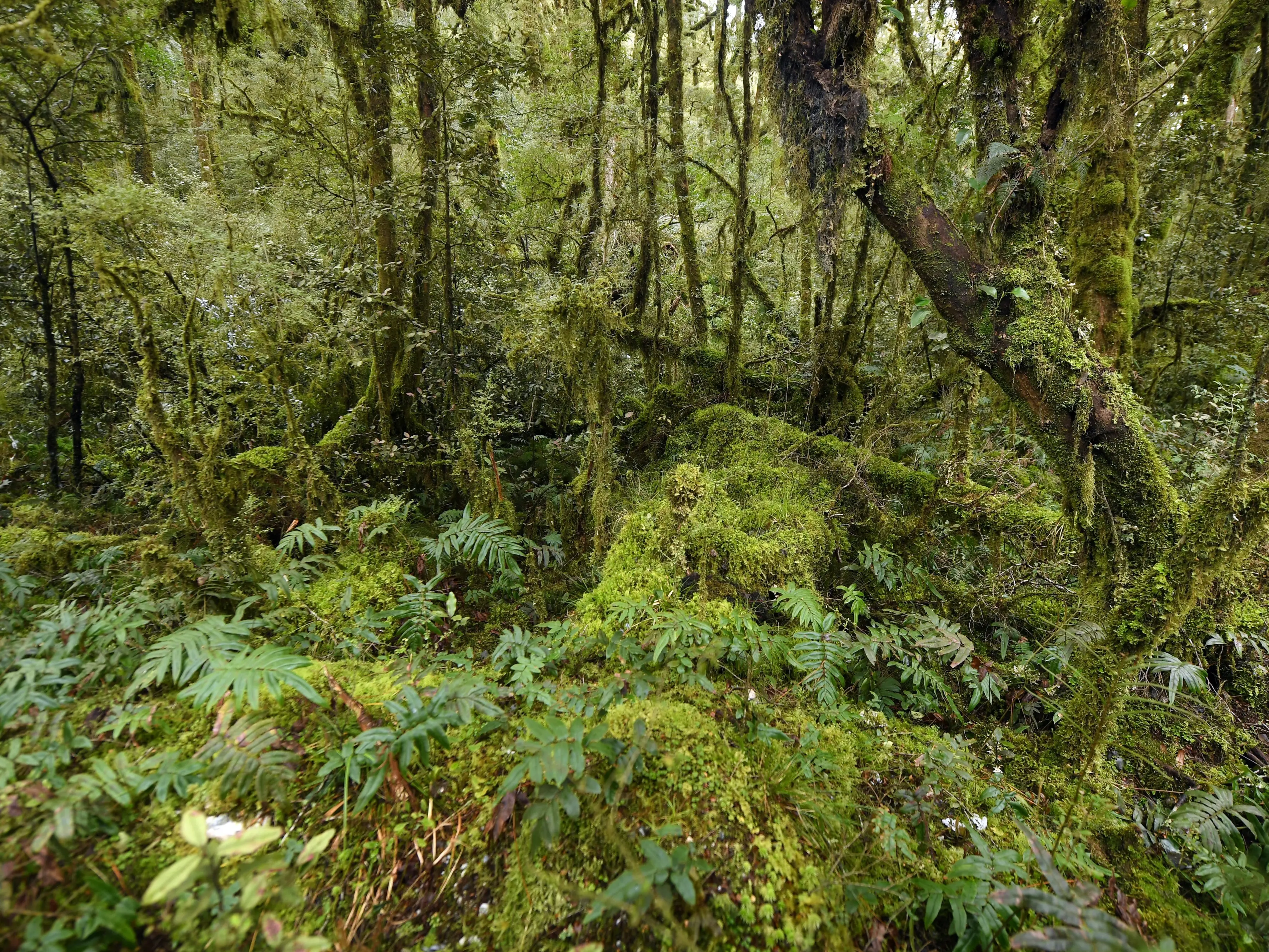 Fiordland bush near Lake Manapouri that conservationists and locals say is under threat from out-of-control red deer. Photo: Stephen Jaquiery