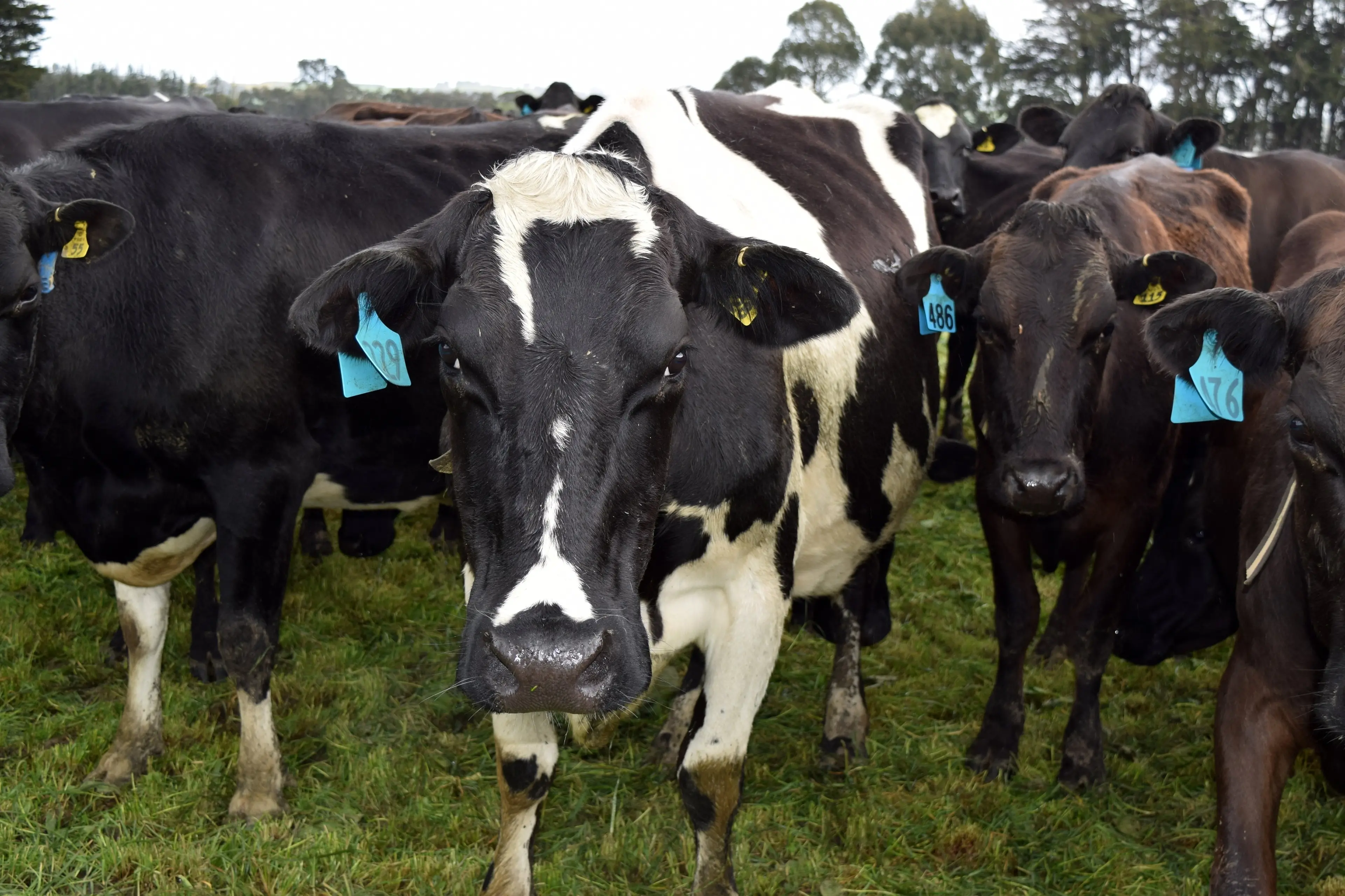 New Freshwater Farm Plan regulations require certification and audit where higher-risk activities are carried out including dairy farming. Photo: Shawn McAvinue