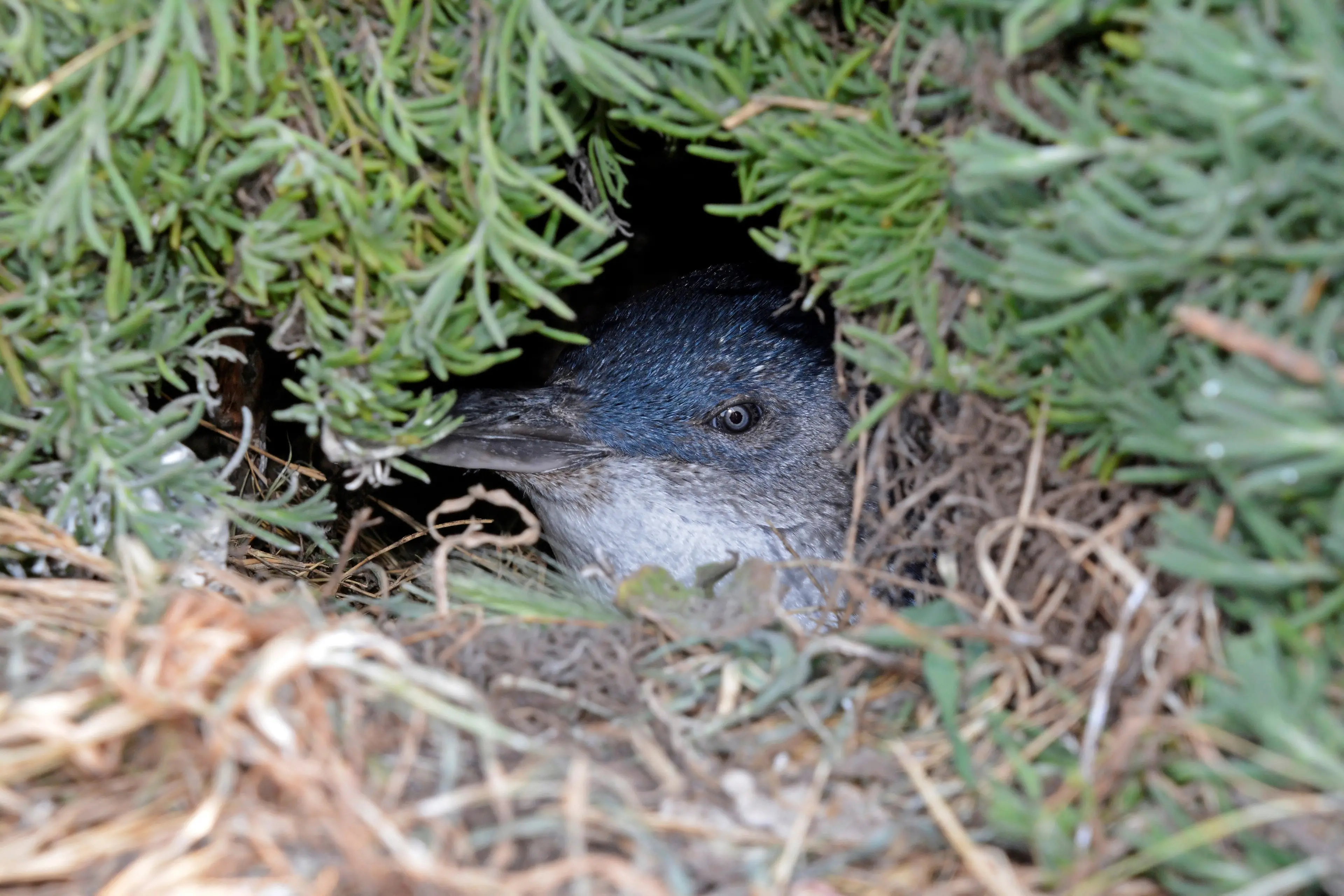 Little penguin H5 bird flu death ‘concerning’ for Otago birds