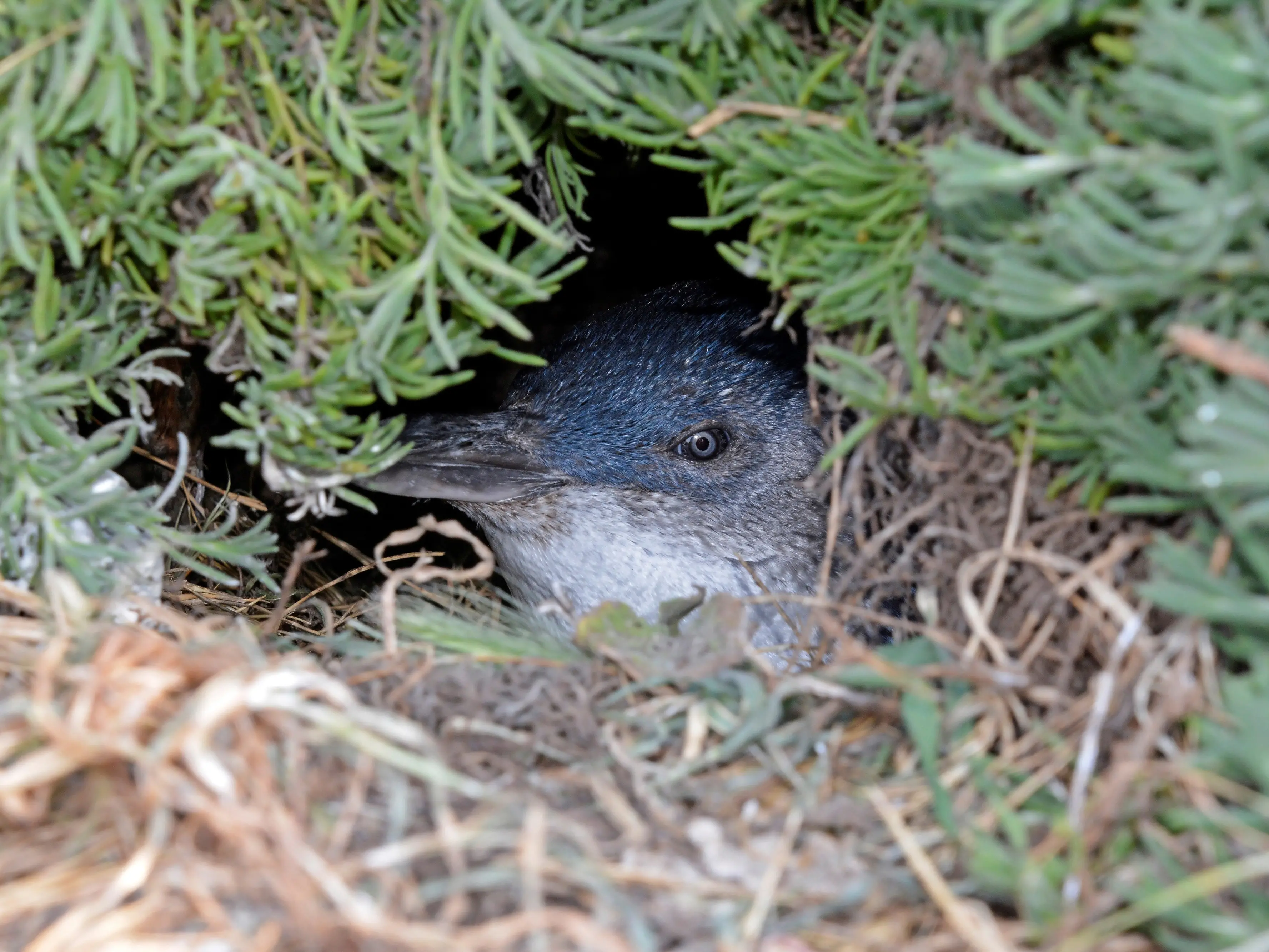 Little penguin H5 bird flu death ‘concerning’ for Otago birds