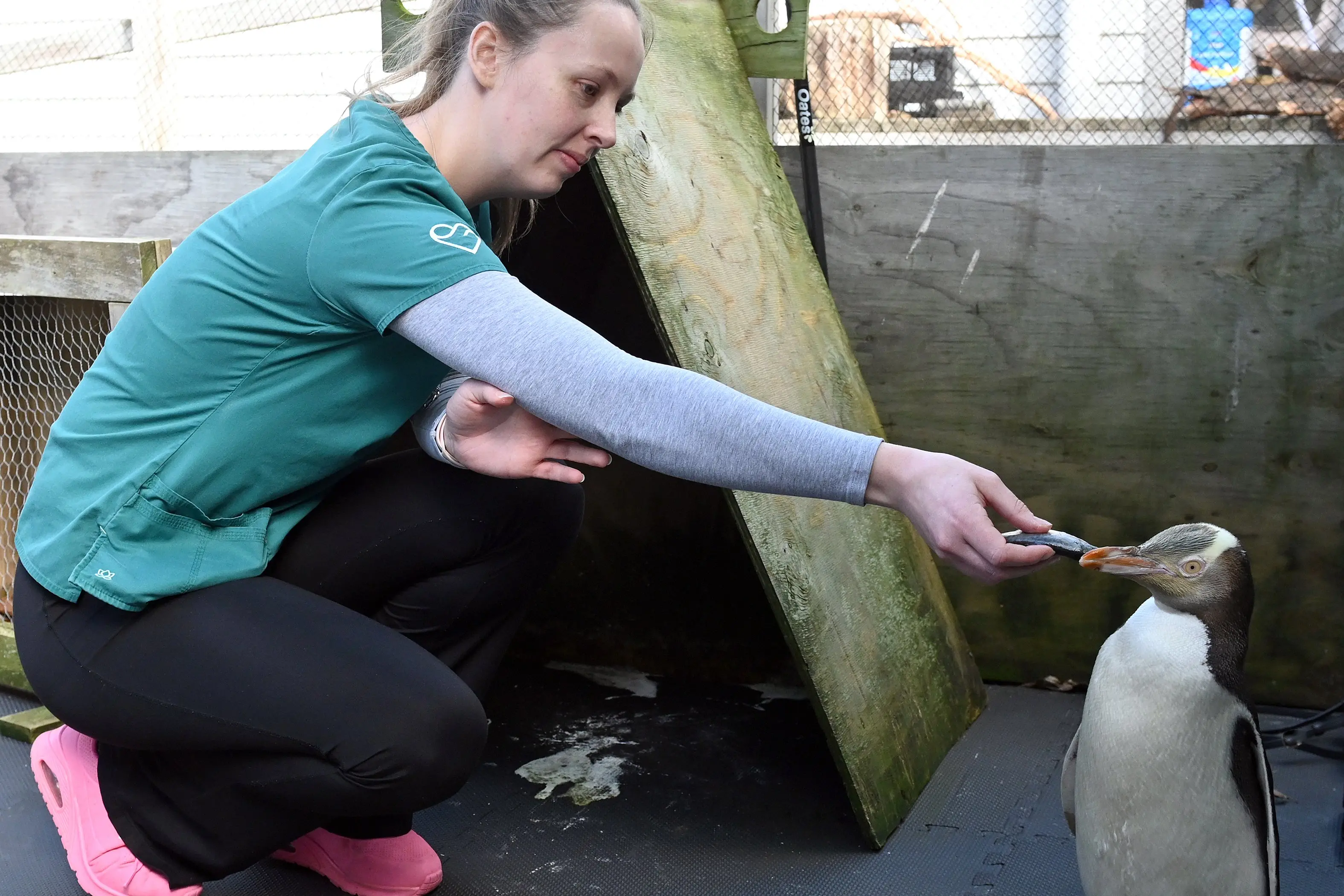Wildlife vet nurse Emily Brewer feeds a hoiho penguin at the Wildlife Hospital, Dunedin. Photo: Linda Robertson