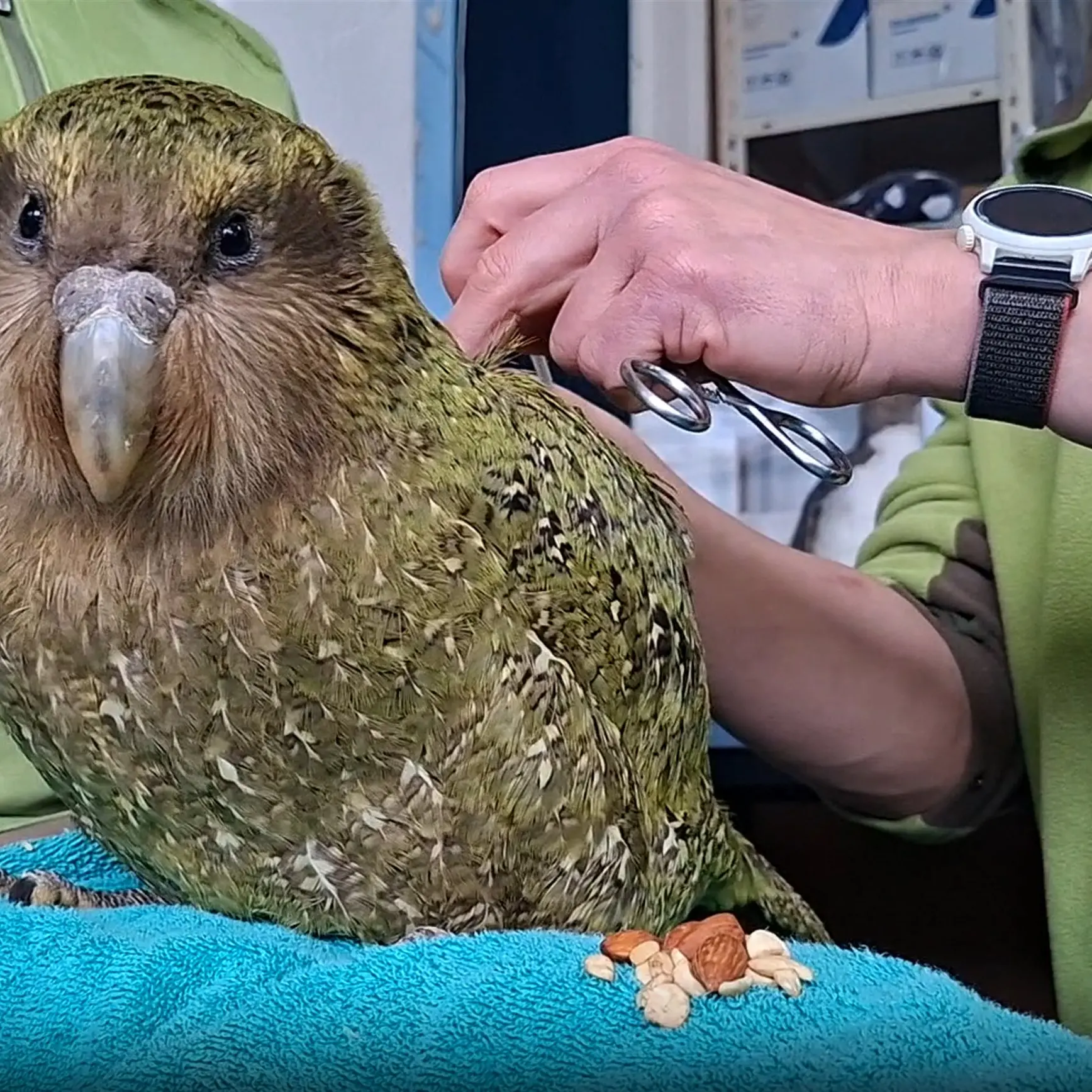 Kākāpō duo back on the wild side