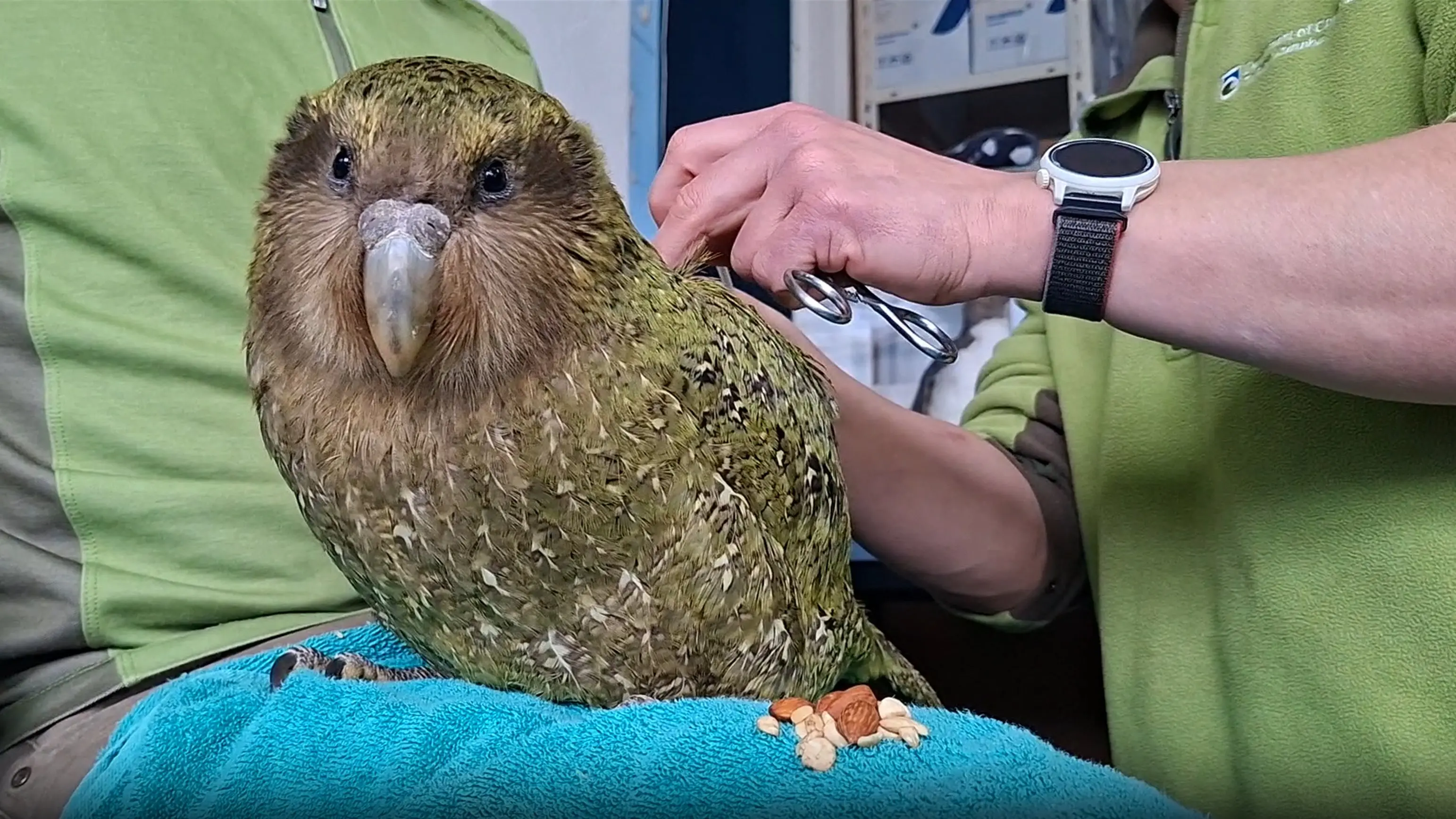 Kākāpō duo back on the wild side