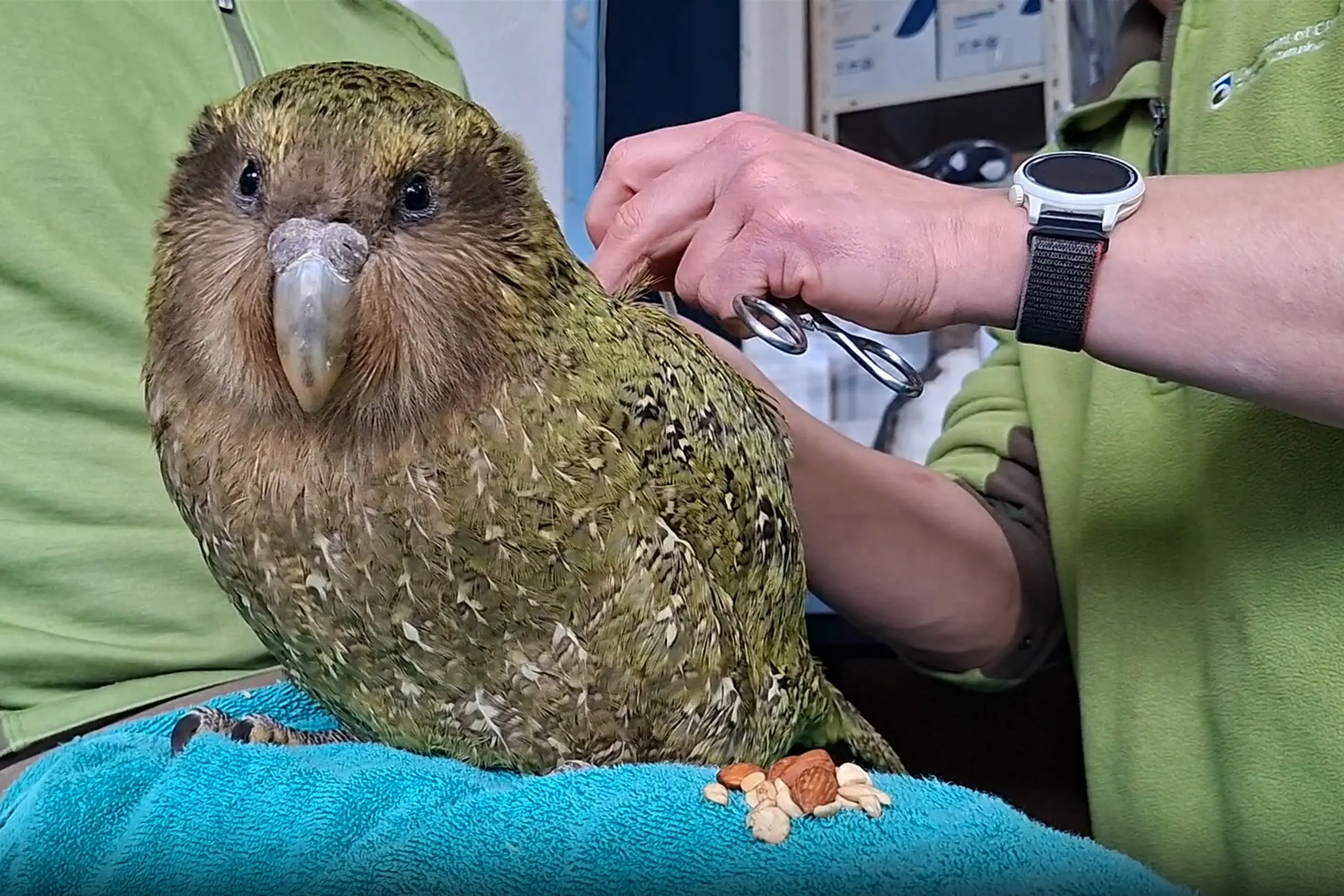 Kākāpō duo back on the wild side