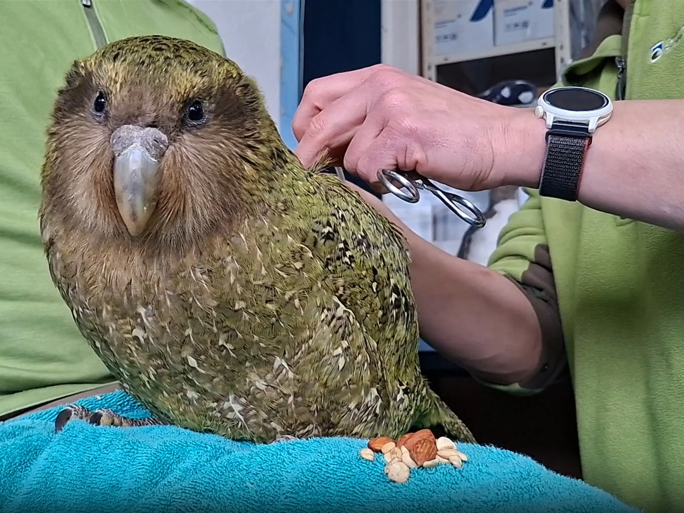 Kākāpō duo back on the wild side