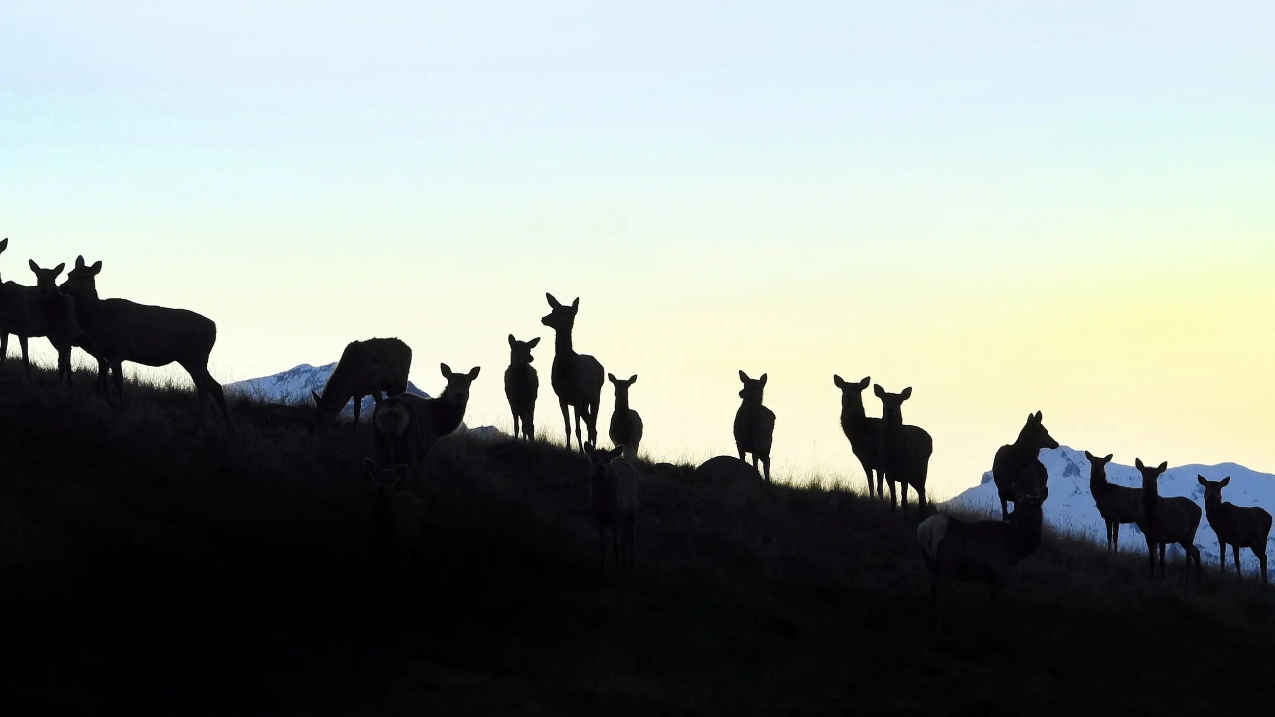 Fiordland deer removal pilot canned