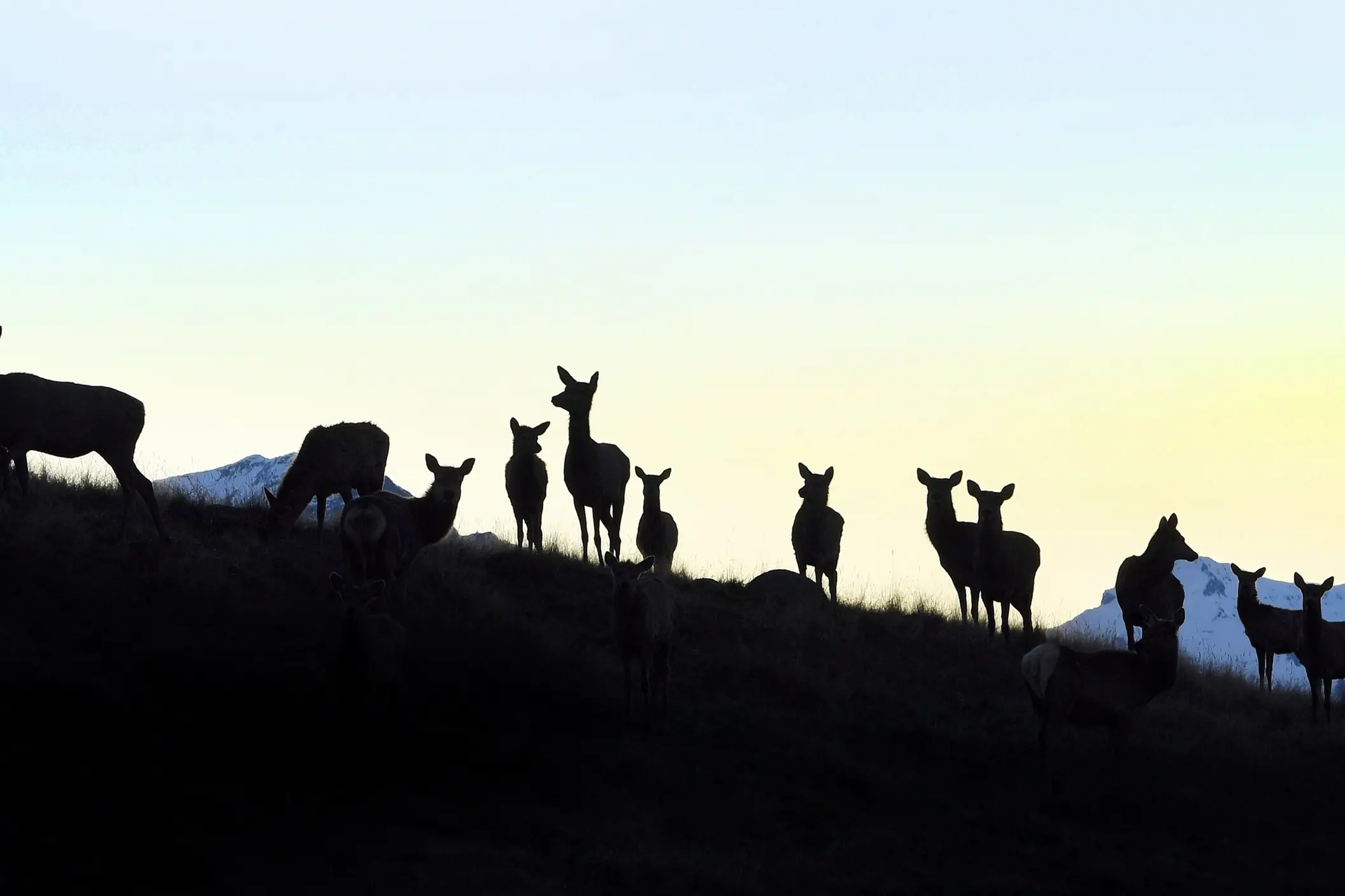 A herd of red deer near Te Anau, Fiordland. Photo: Stephen Jaquiery