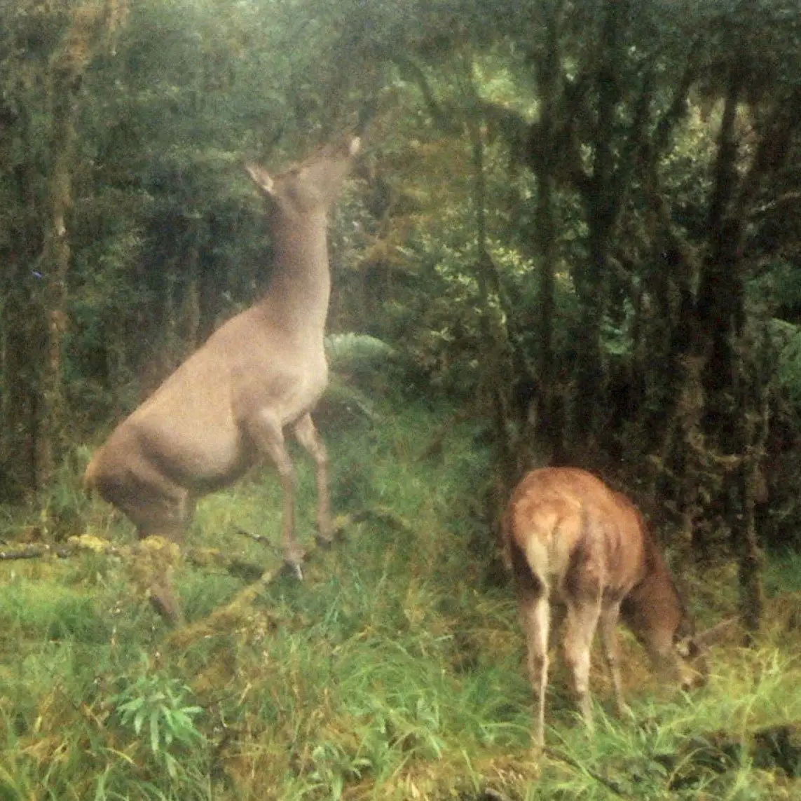 Big read: How deer are destroying Fiordland's forest